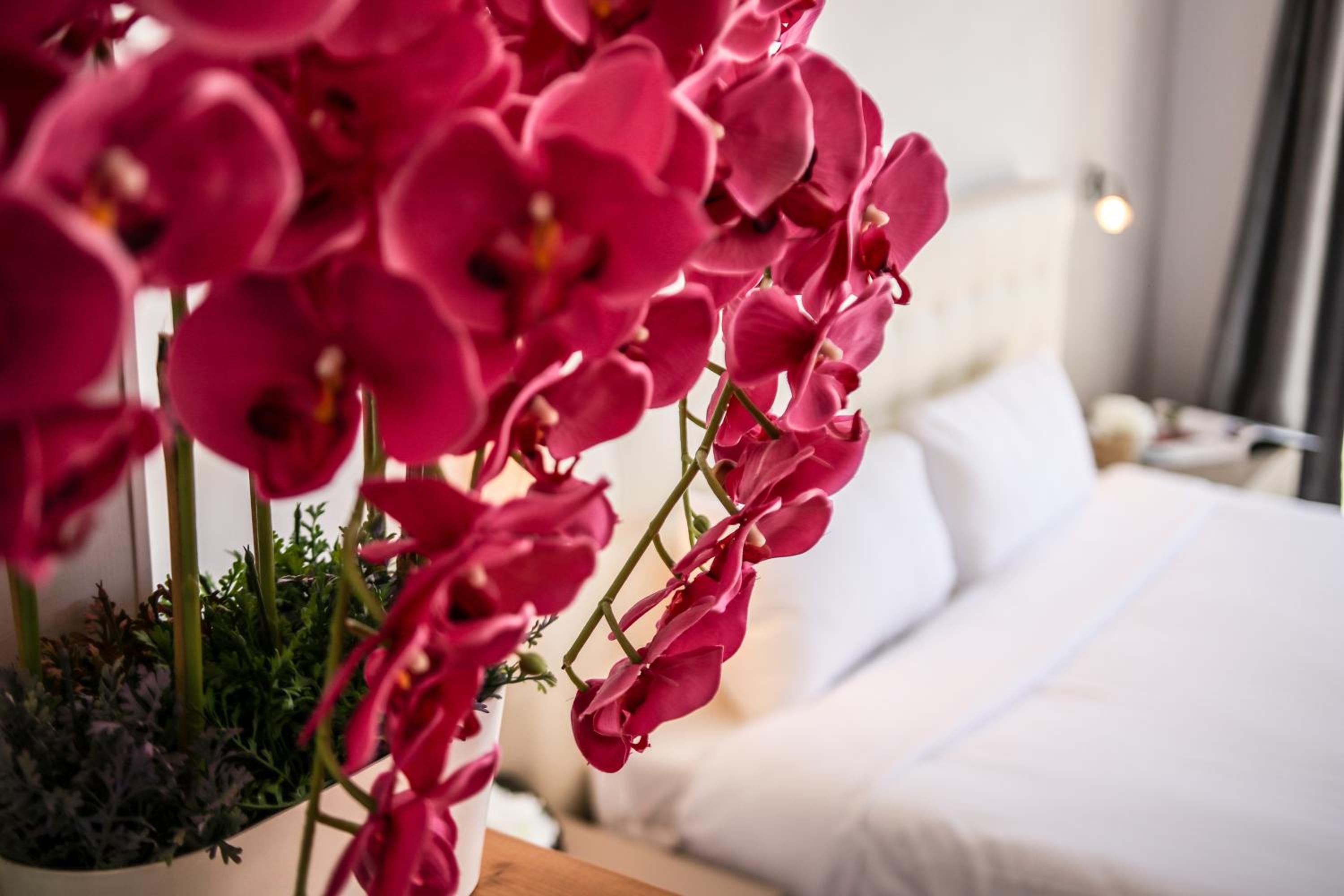 Suite with Terrace and Pool View - Ground floor