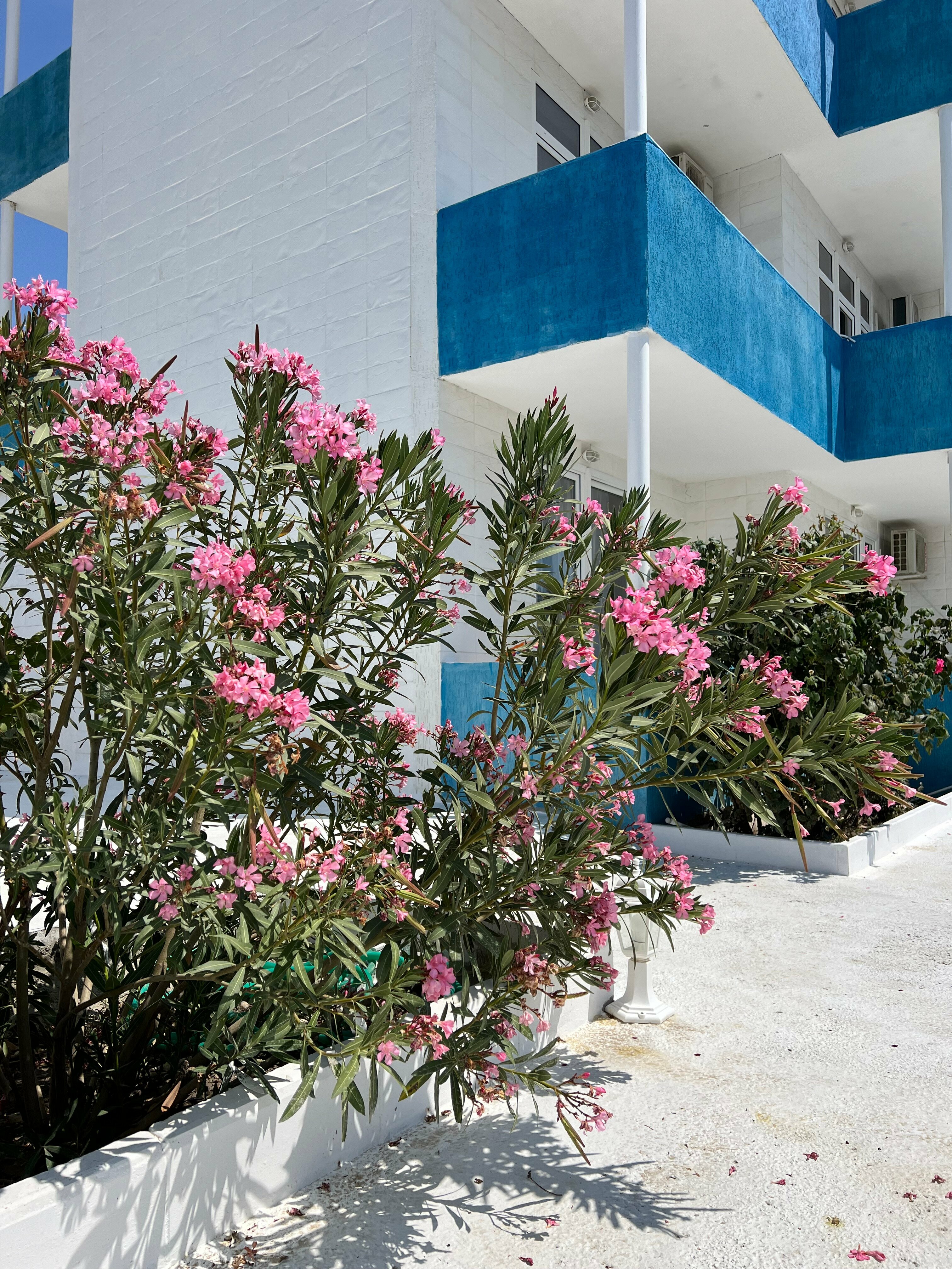 Трёхместный номер с балконом и видом на горы