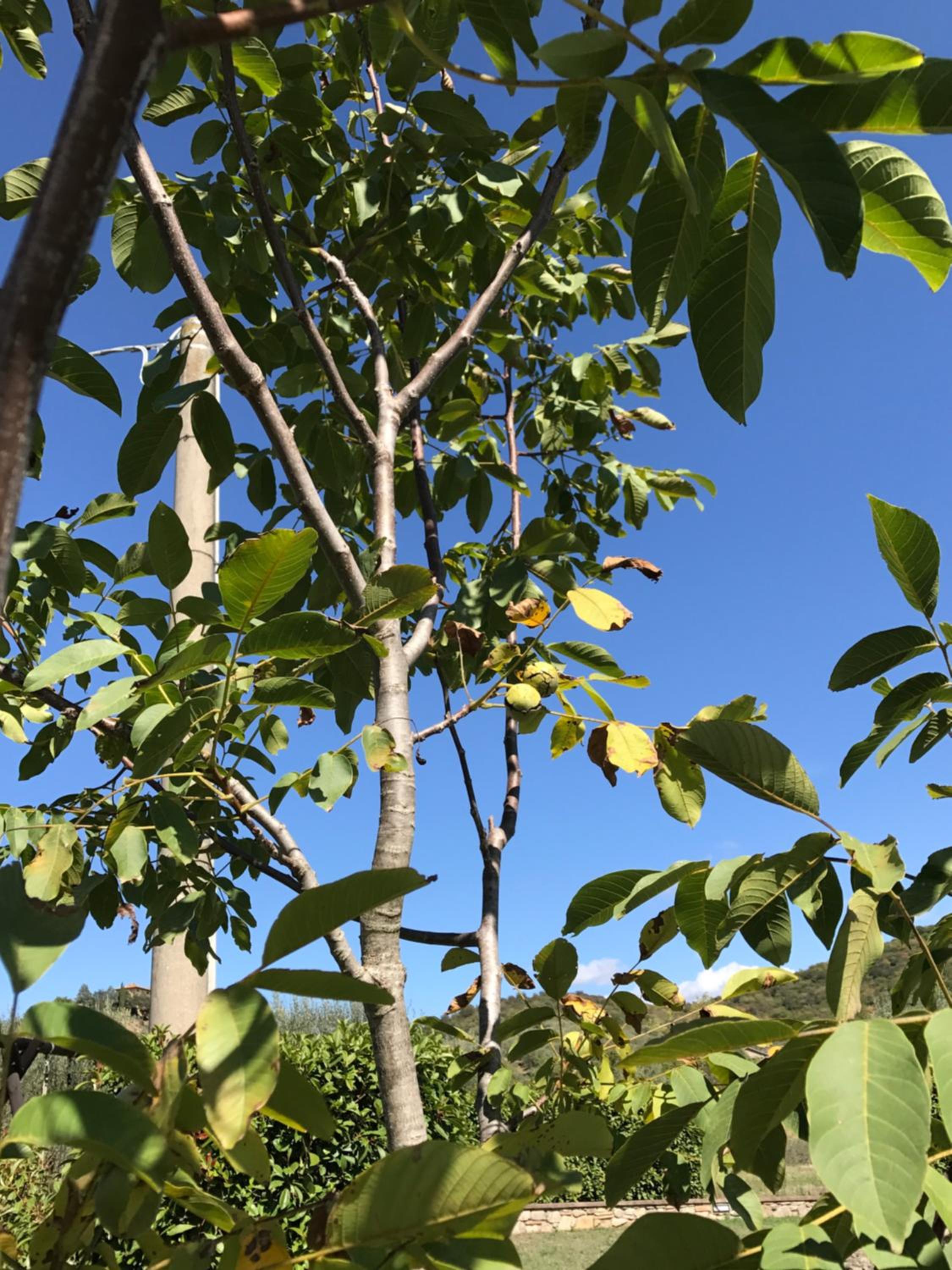 Family Apartment - Split Level