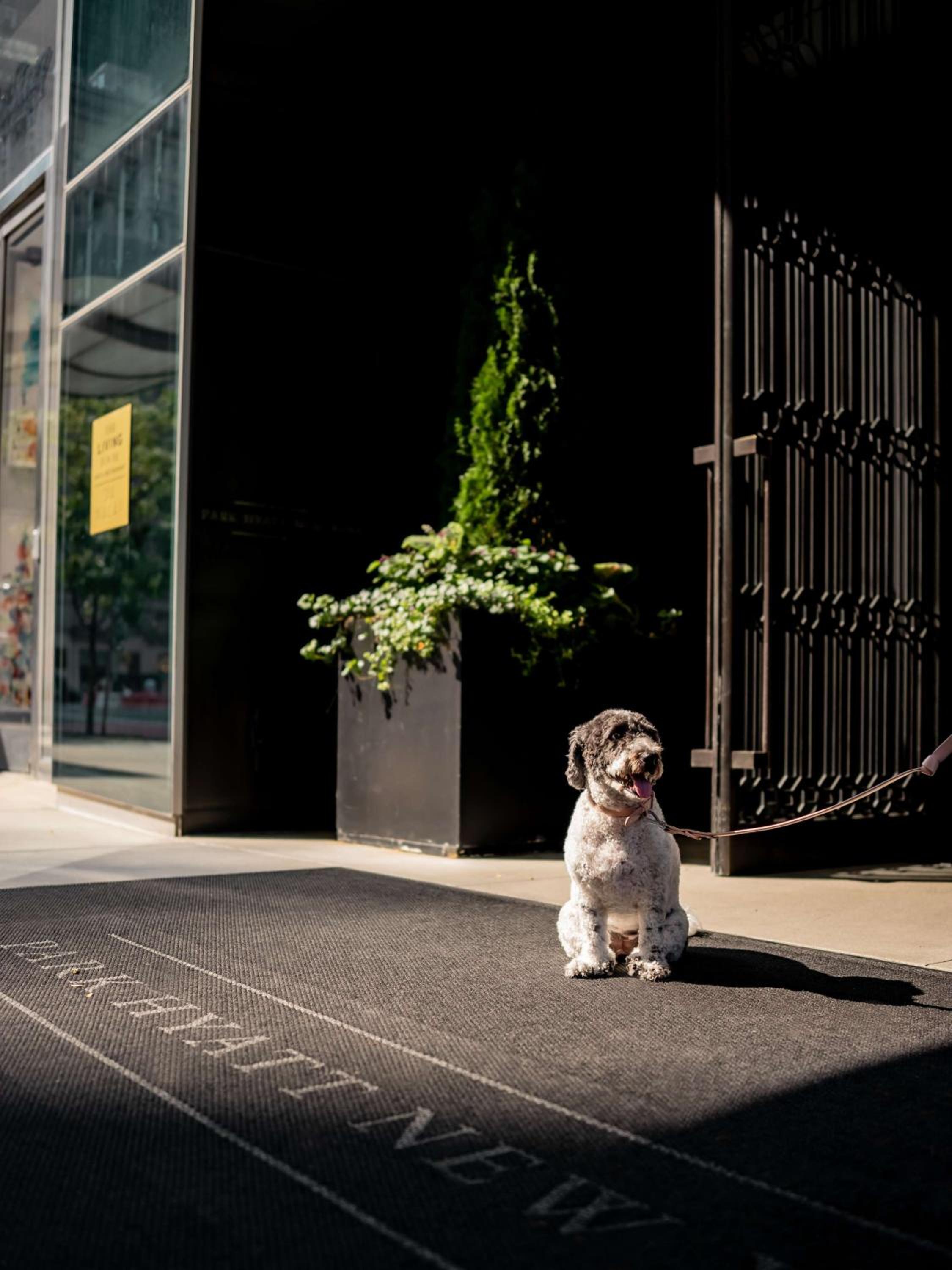 One-Bedroom Presidential Suite