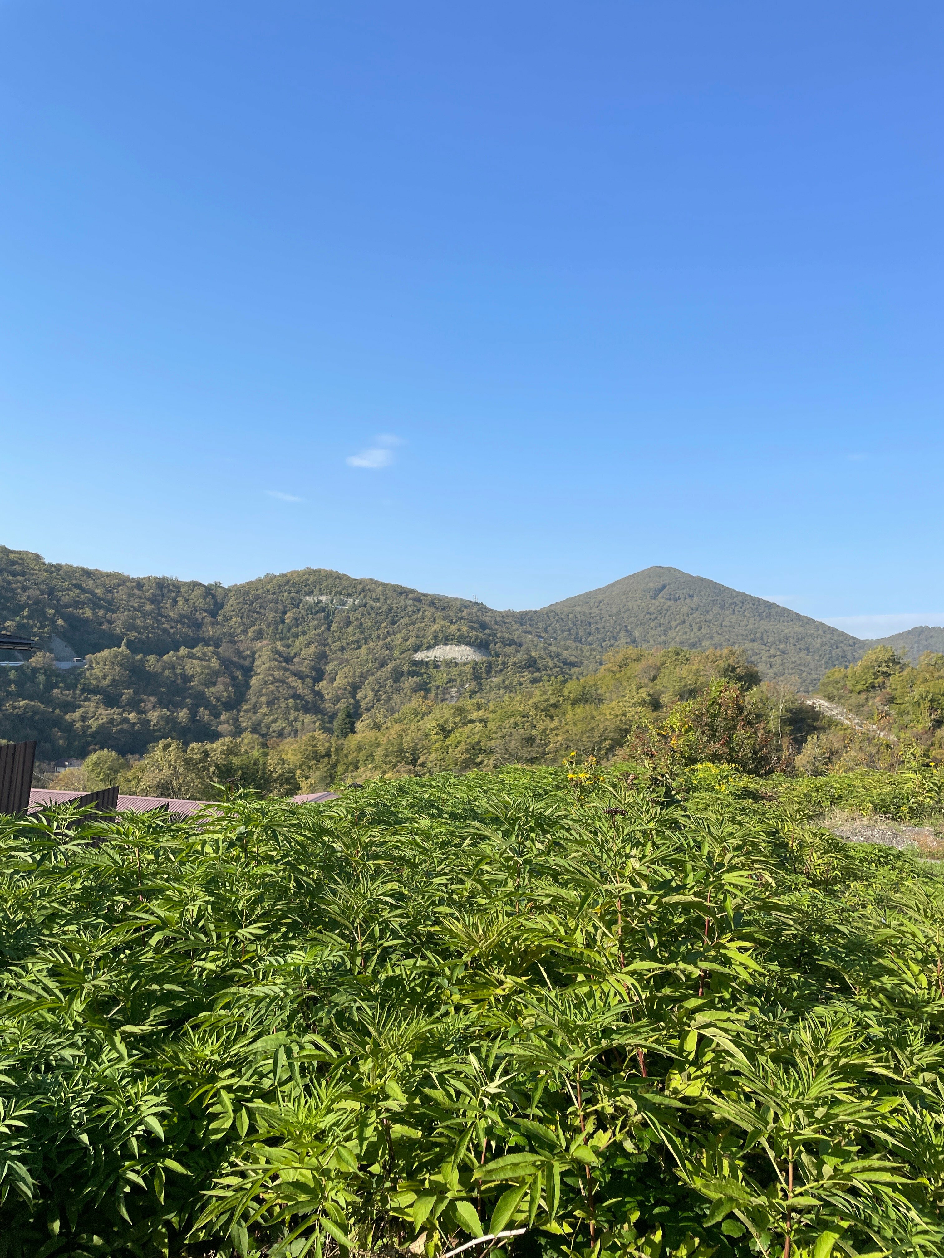 Таунхаус с выходом во двор