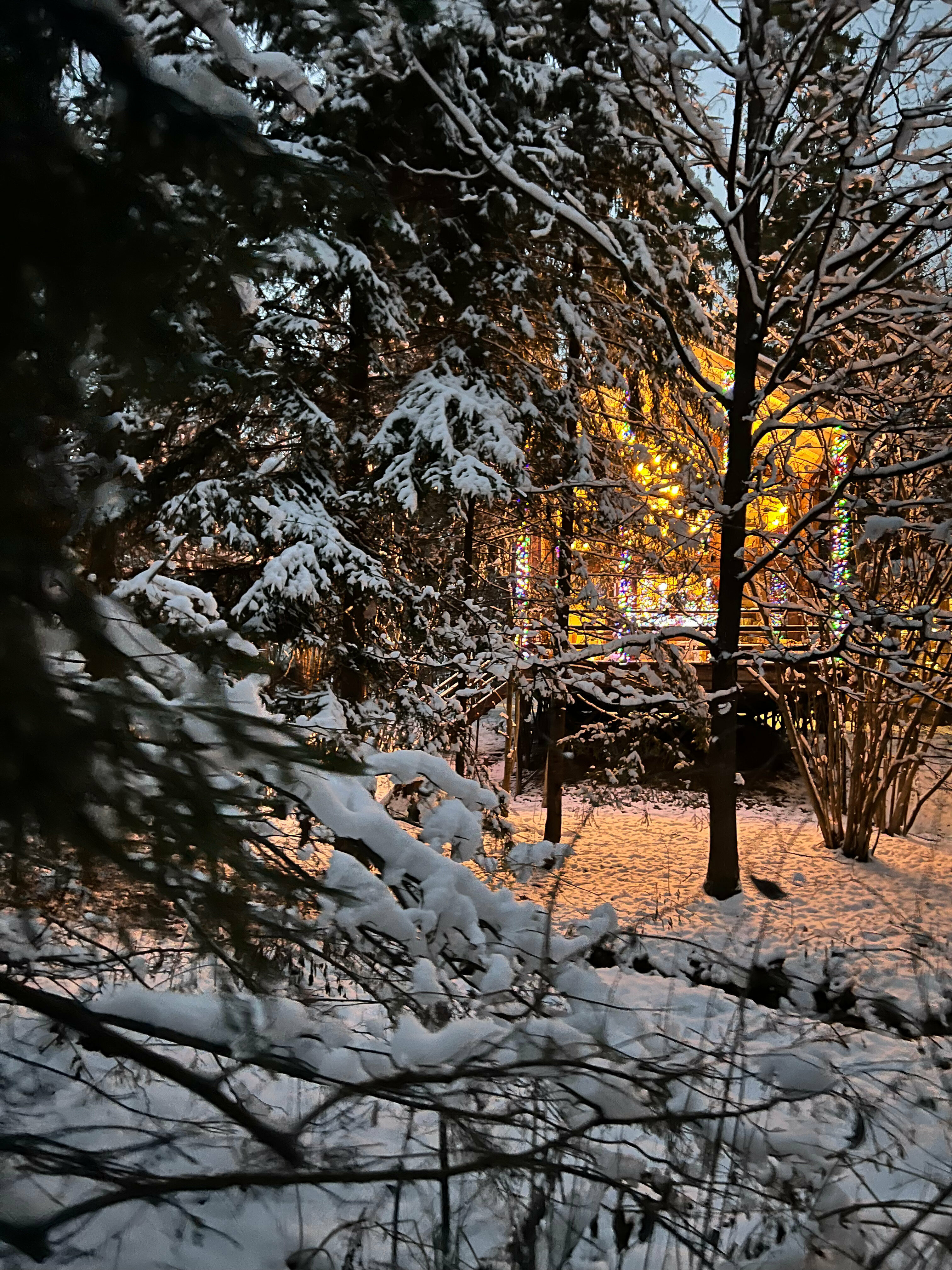 Дом с видом на лес