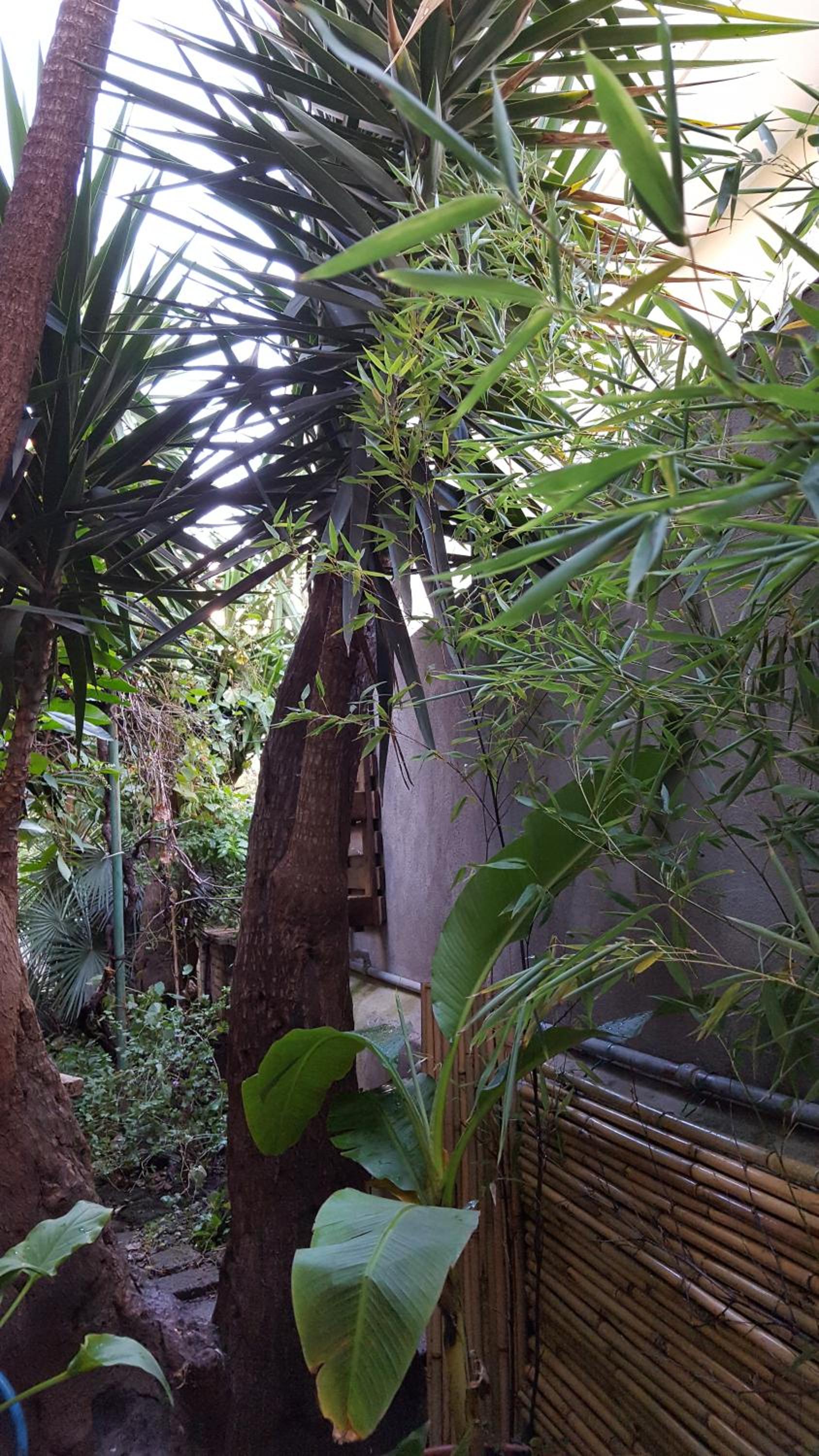 King Room with Garden View