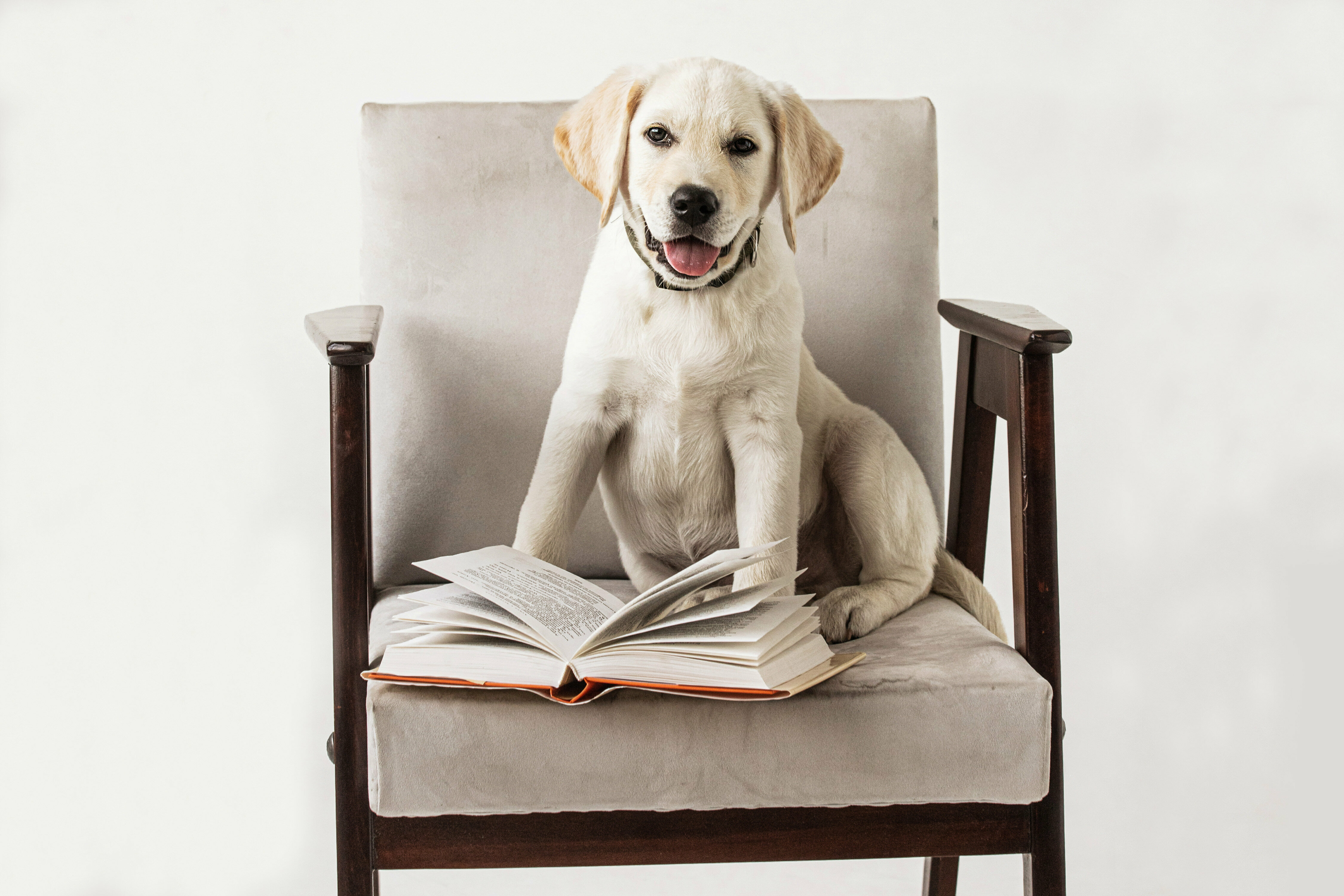 Улучшенный (Dog Friendly)