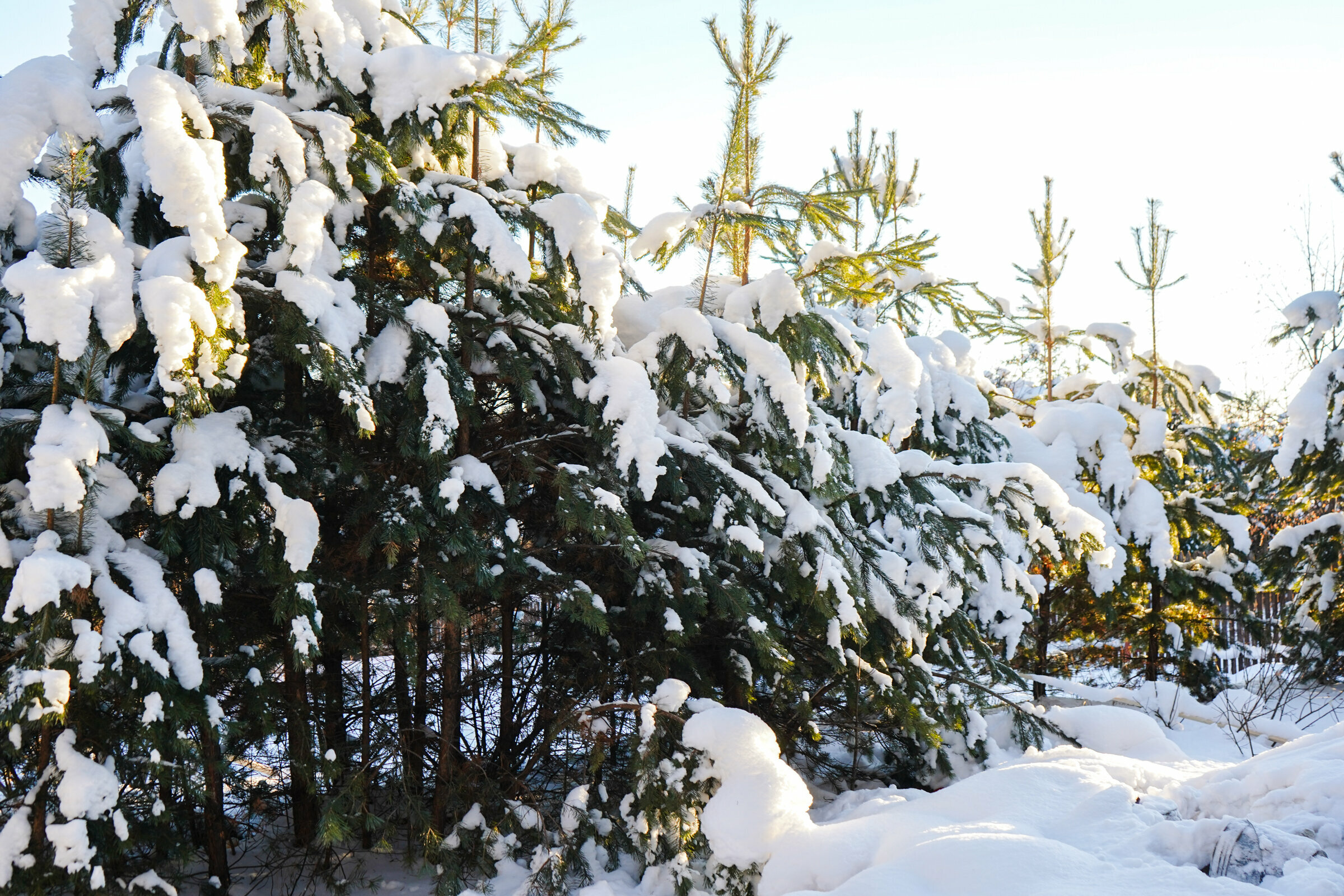 Лесной 3х-местный Комфорт