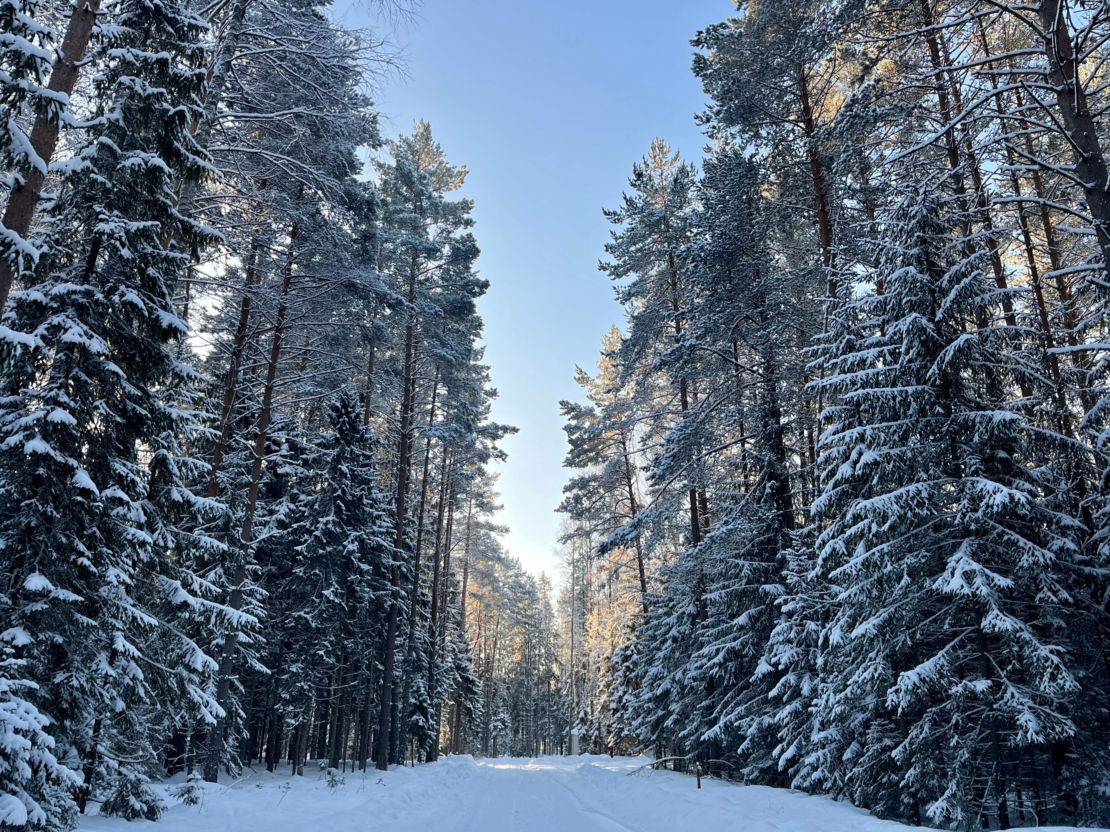 Лесной домик