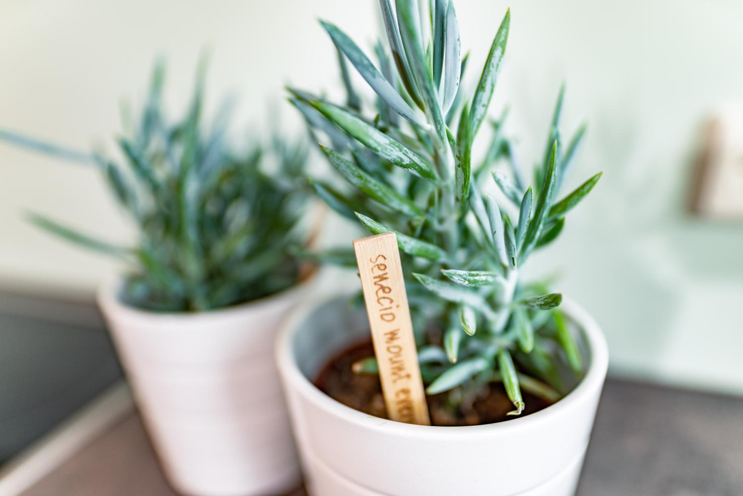 Apartment with Mountain View