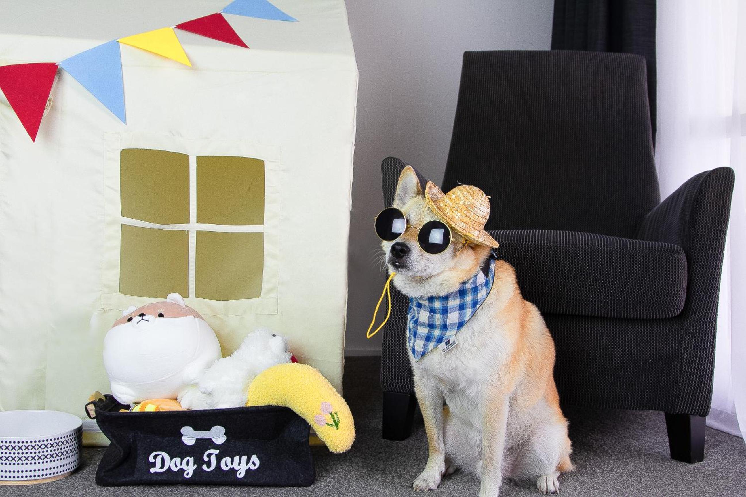 Furry Whānau Doggy Stays - Ground Floor Deluxe Twin