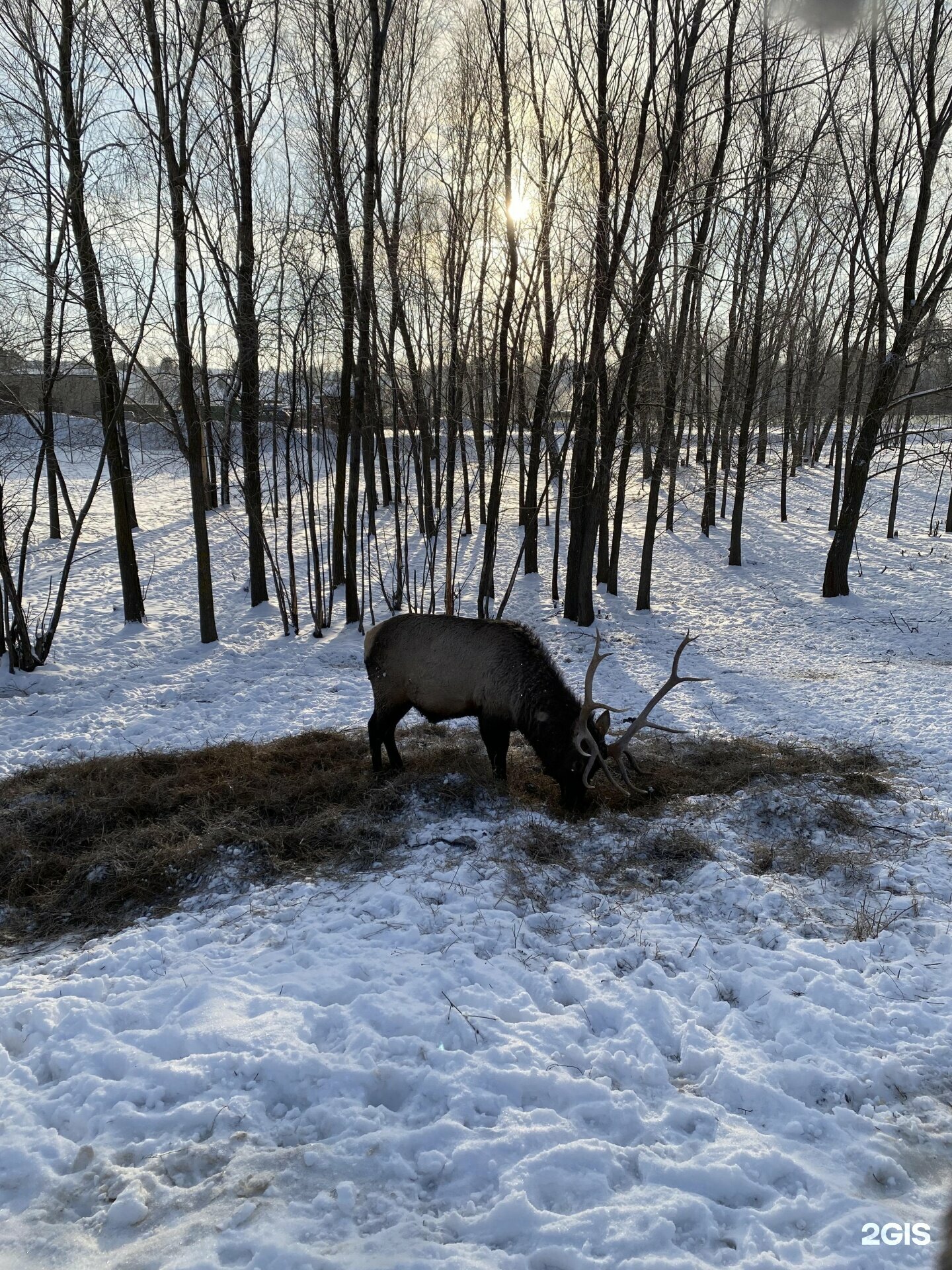 Номер категории семейный