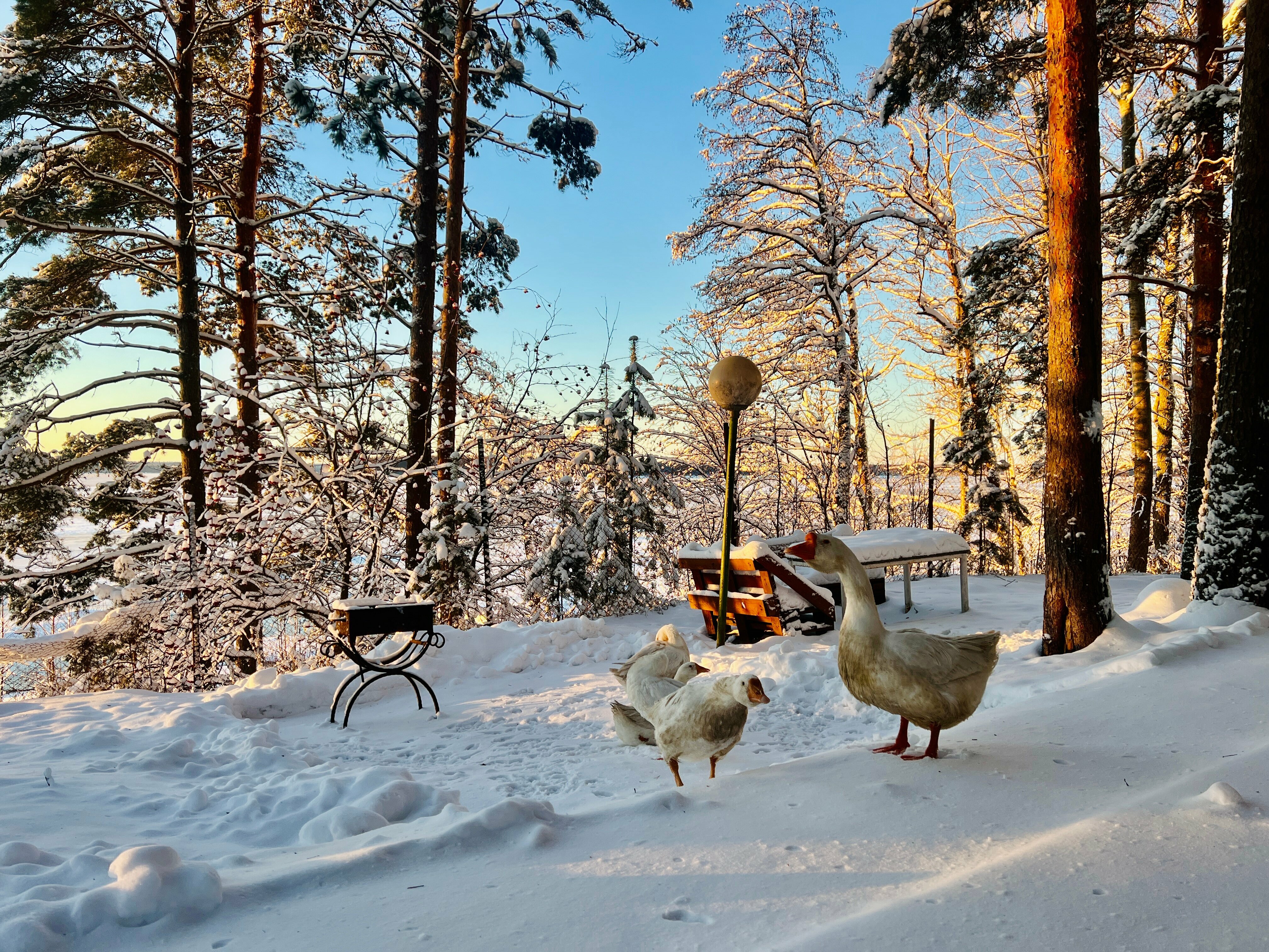 Коттедж с сауной