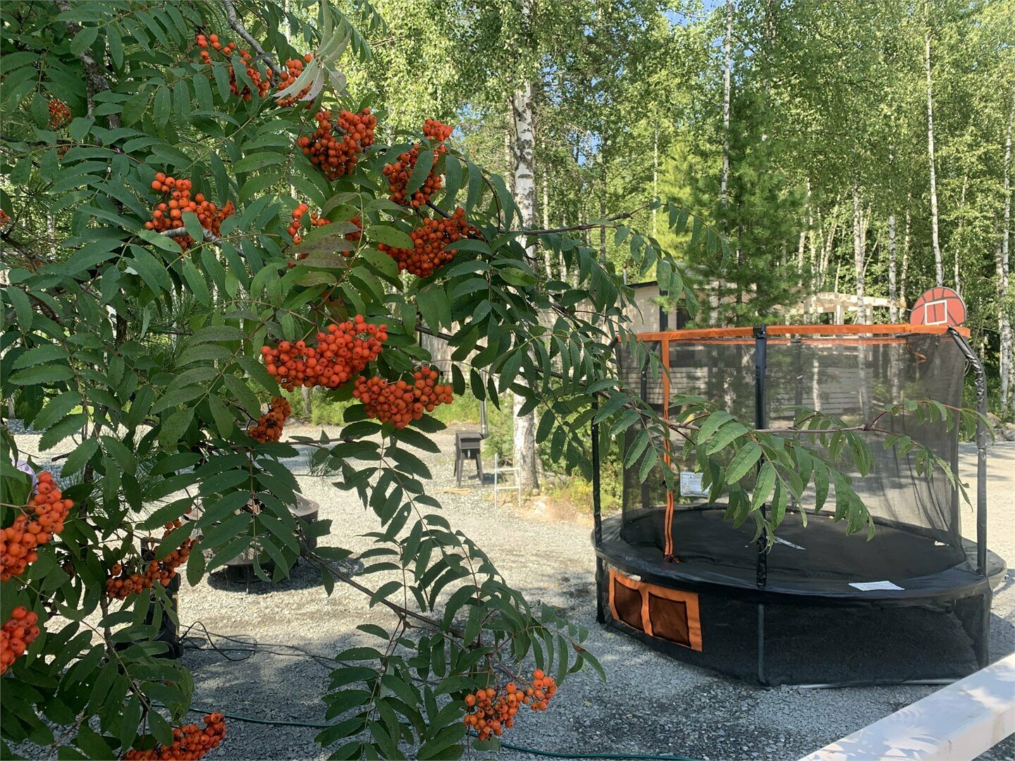 Дом с видом на лес