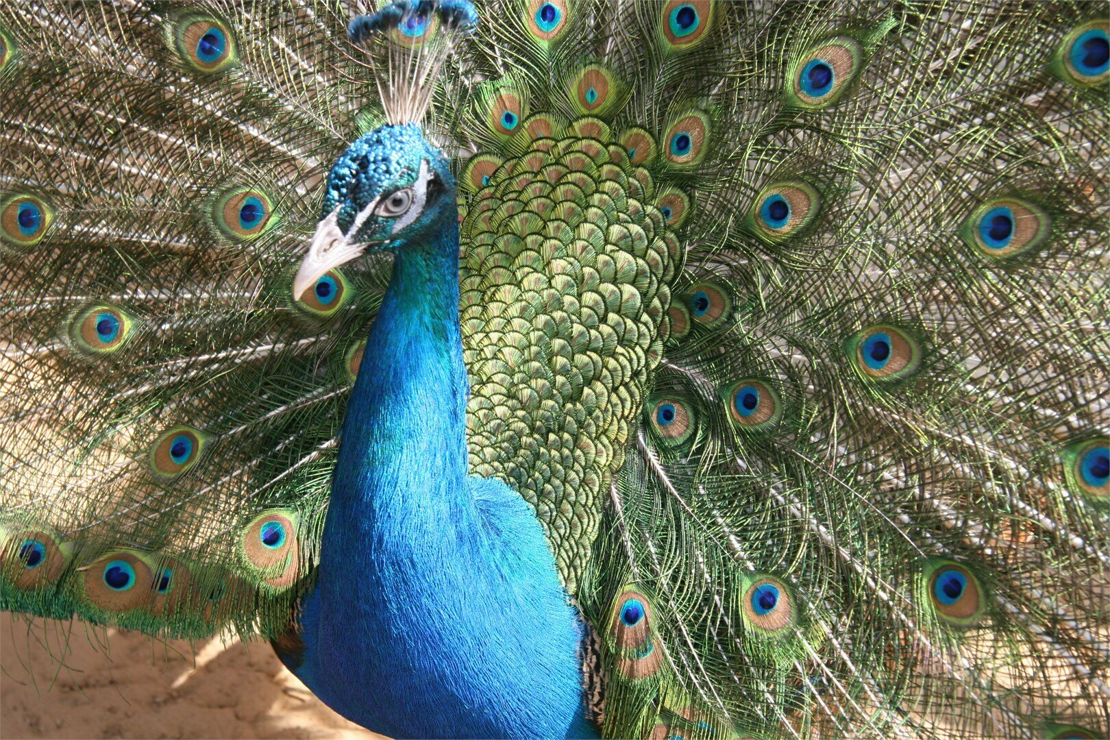 Кантри номер 1 на 13 чел.