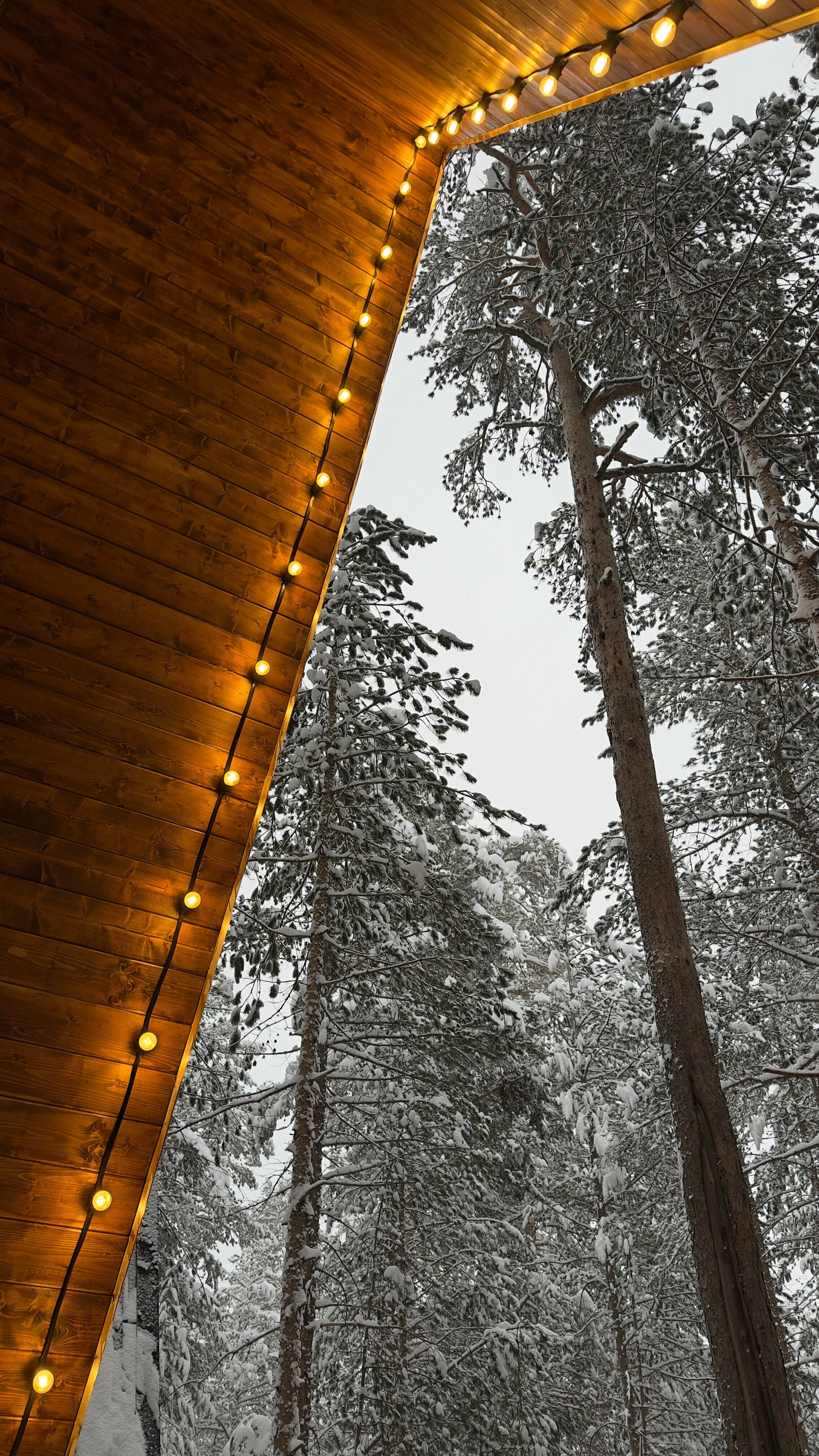 Шале с видом на хвойный лес