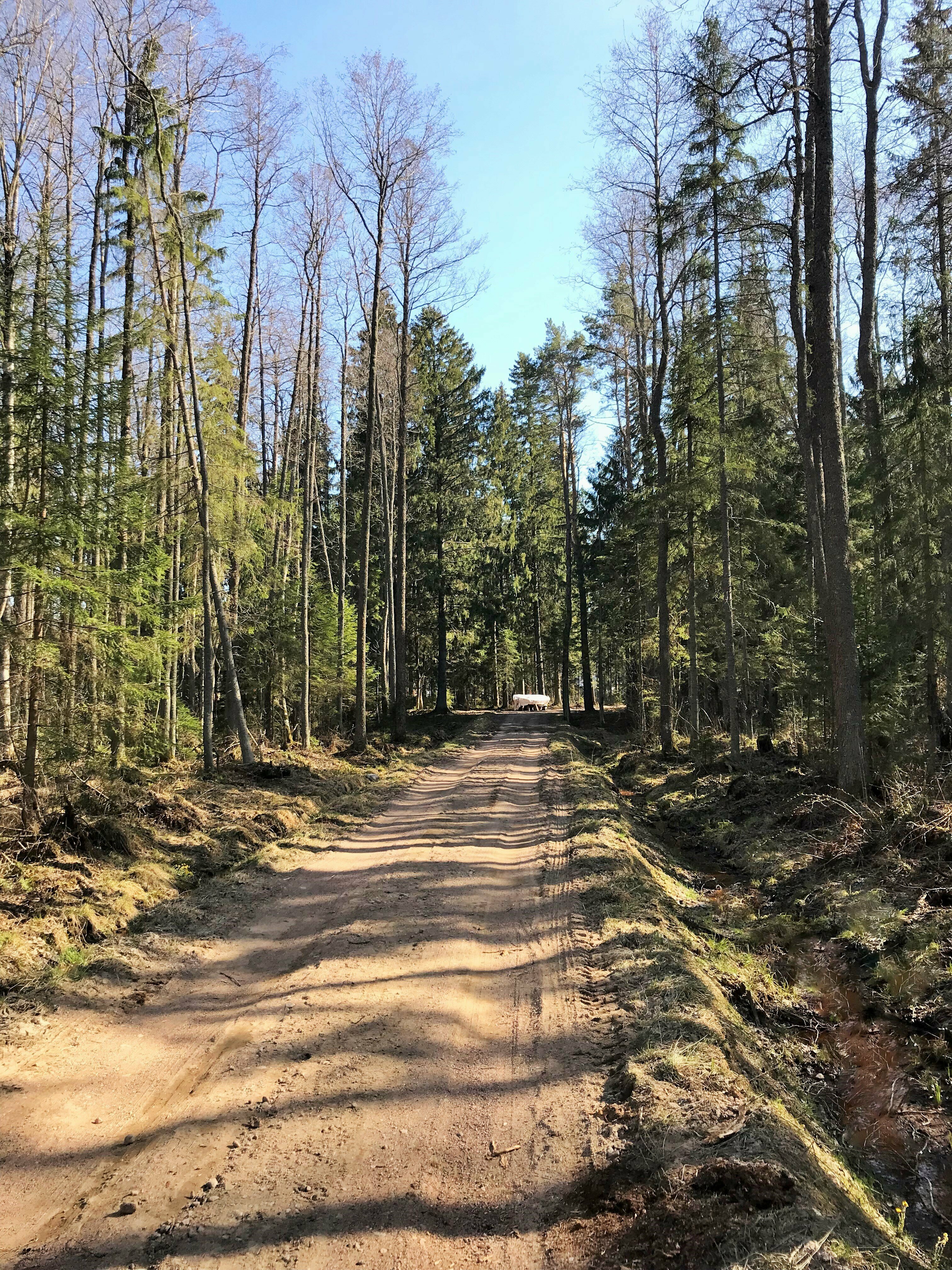 Дом с видом на лес