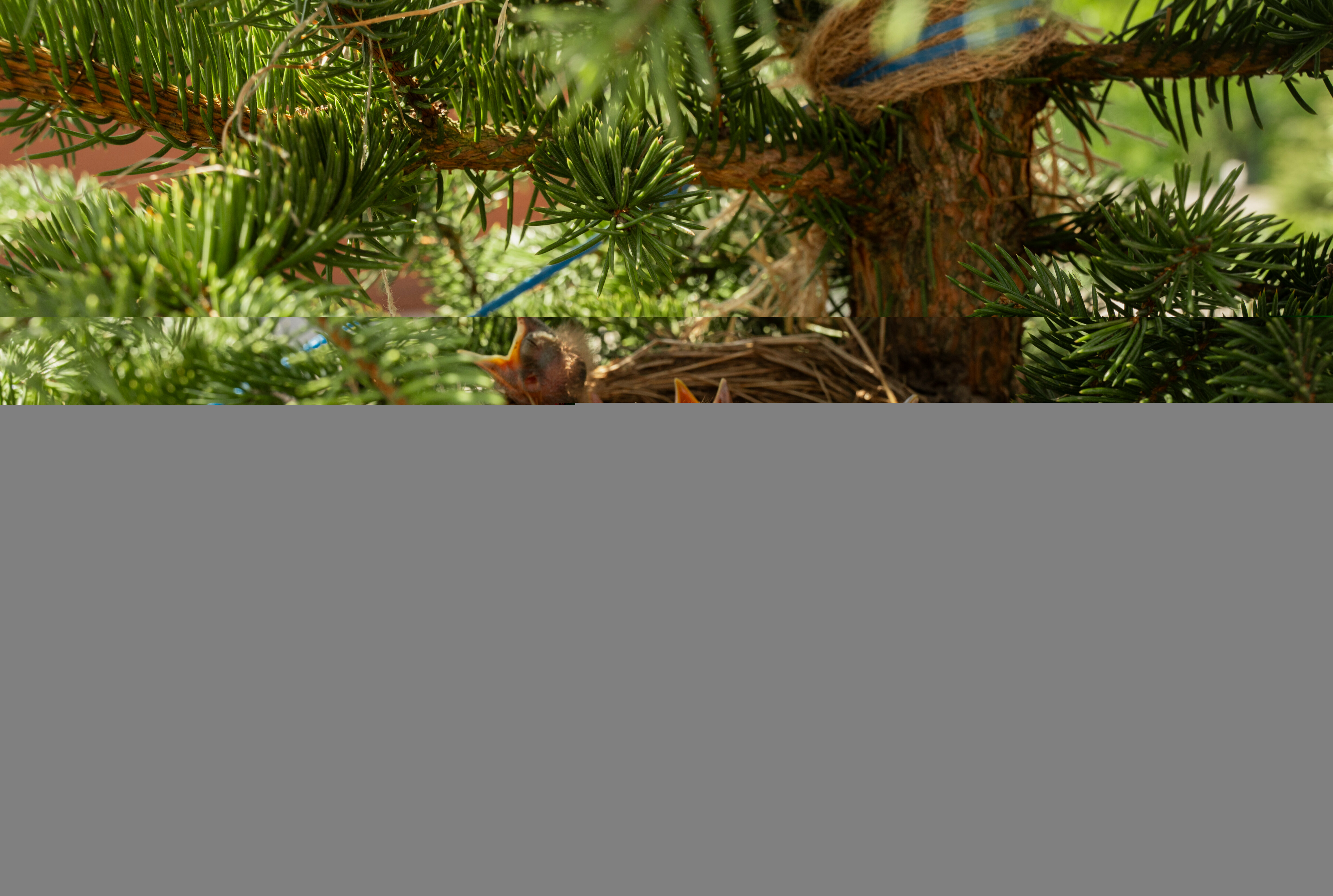 Дом с видом на лес