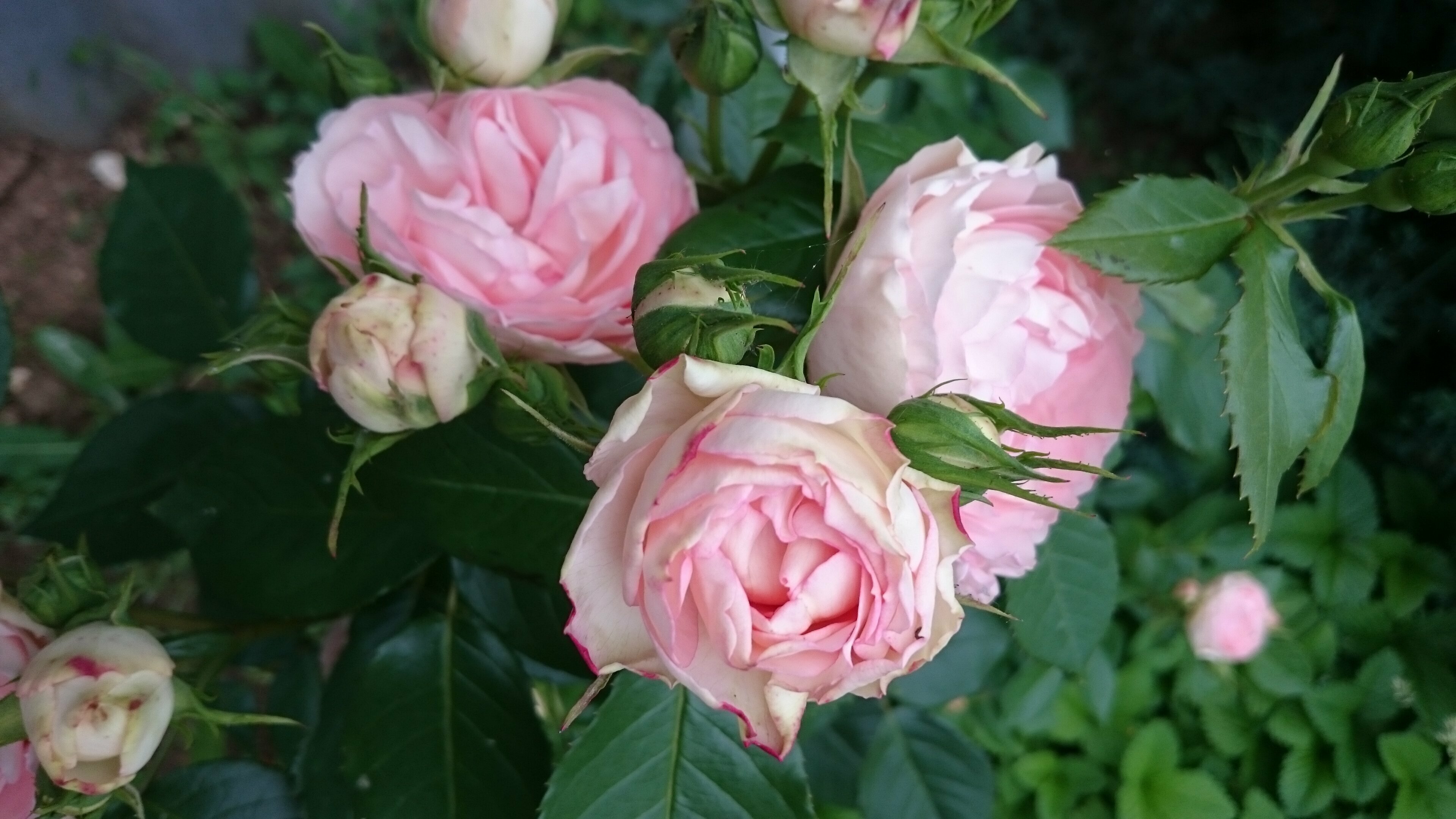 Четырехместный номер с двуспальной кроватью