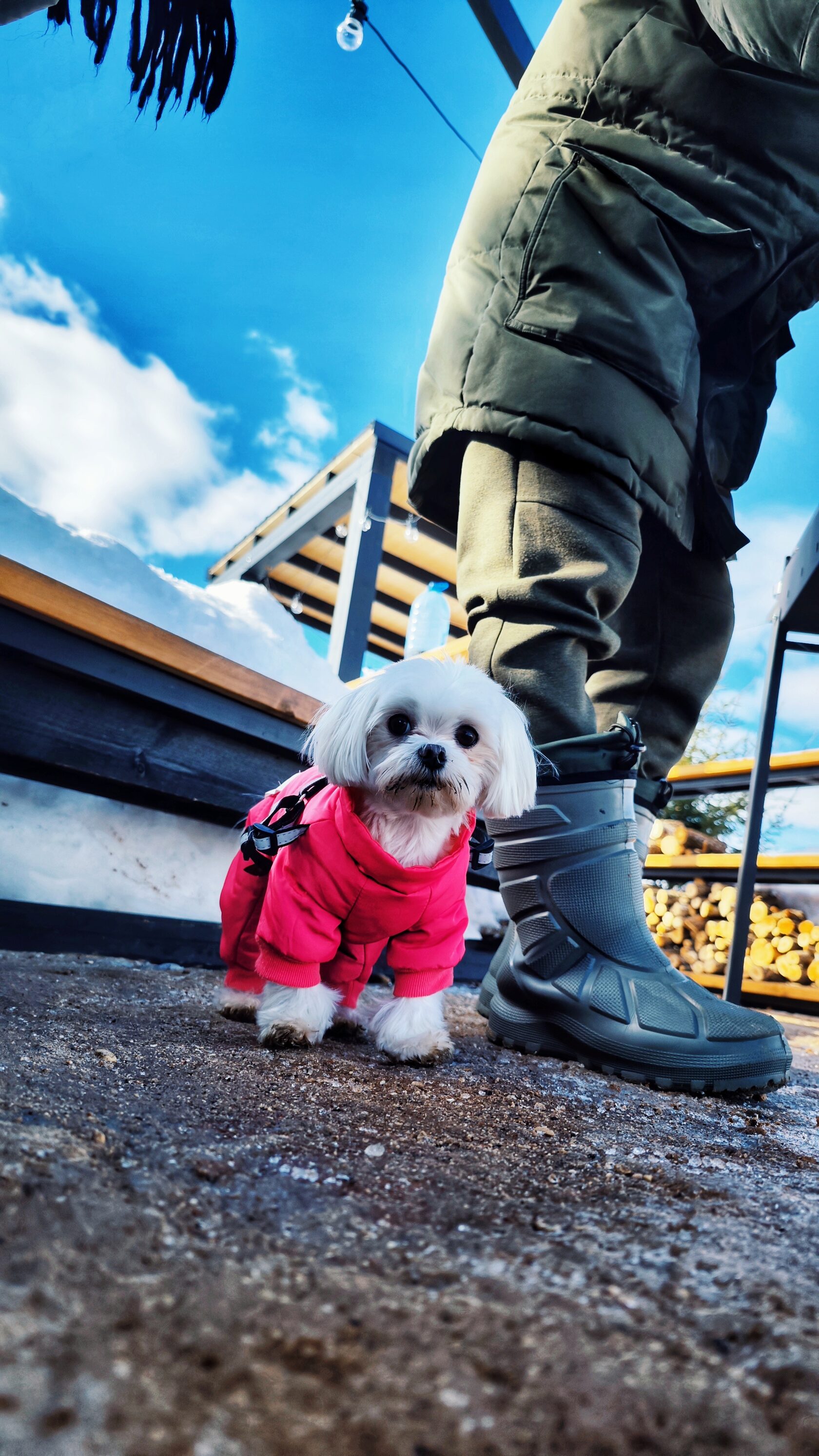 Дом для проживания с питомцами