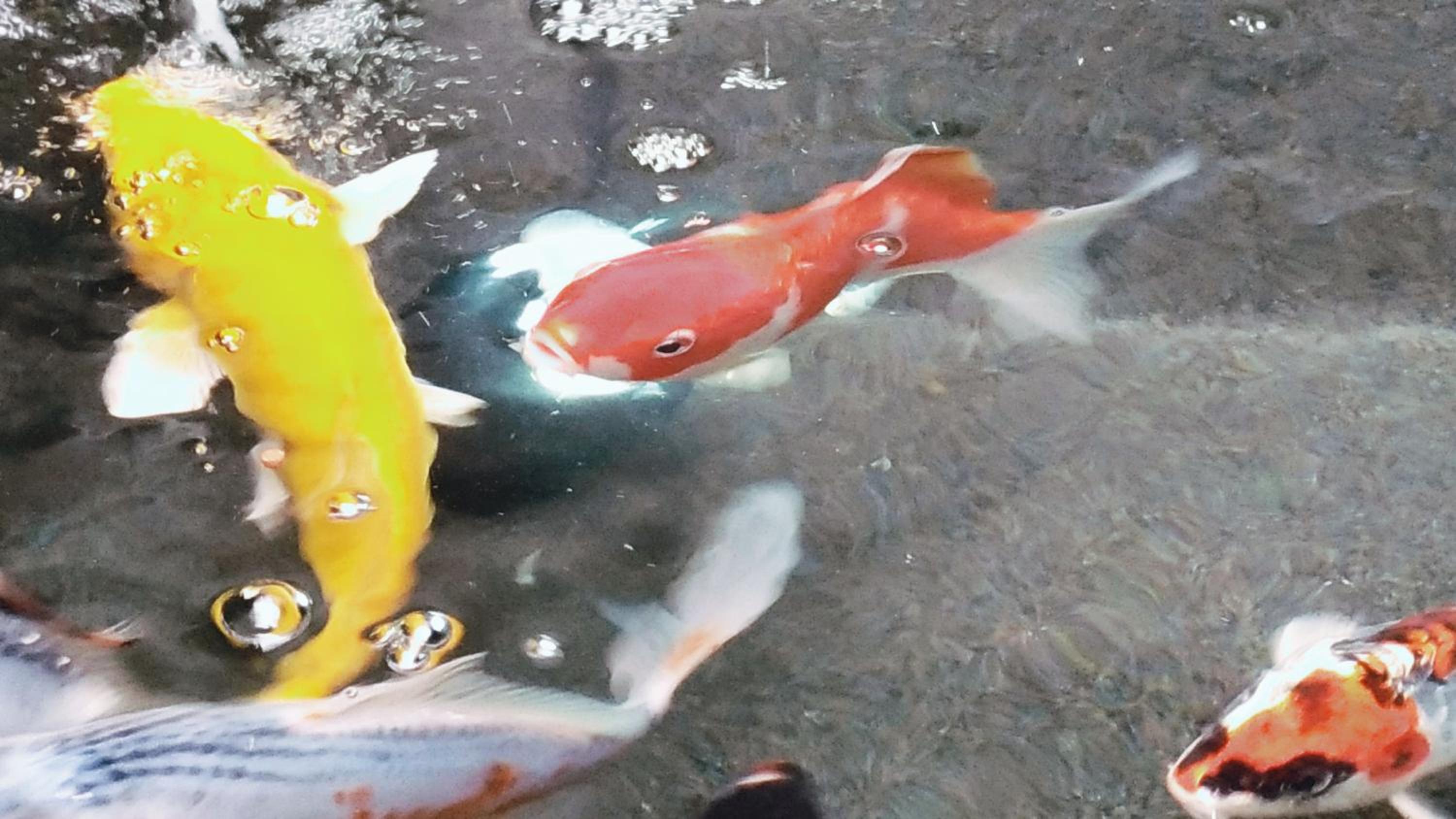 Wharney E-Plus with Double Bed