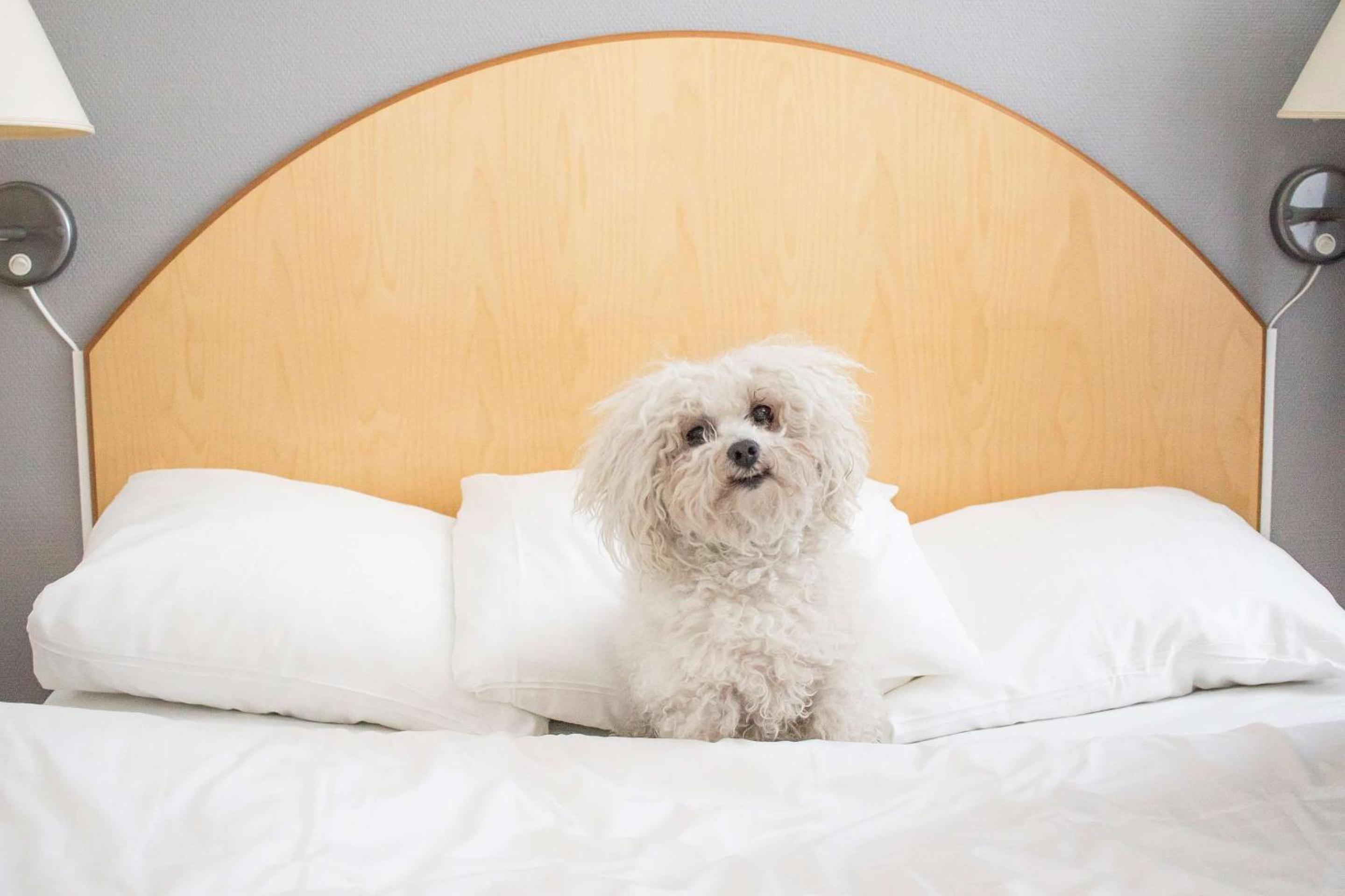 Standard Quadruple Room with Double Bed - Pet-Friendly/Non-Smoking