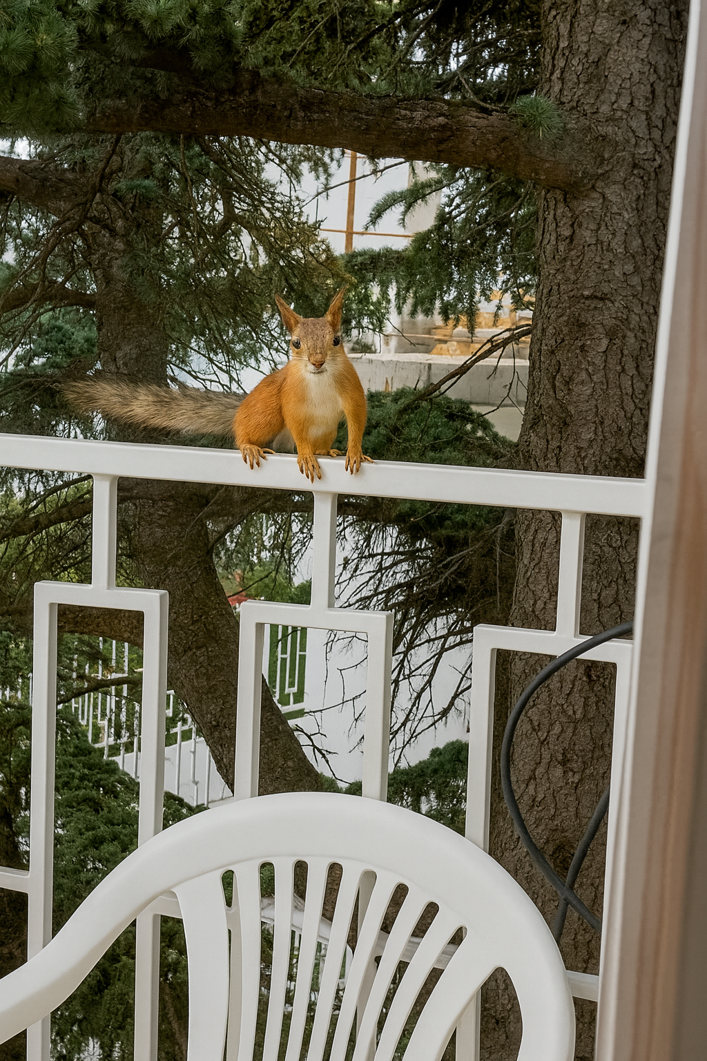 Стандарт (4-х местный)