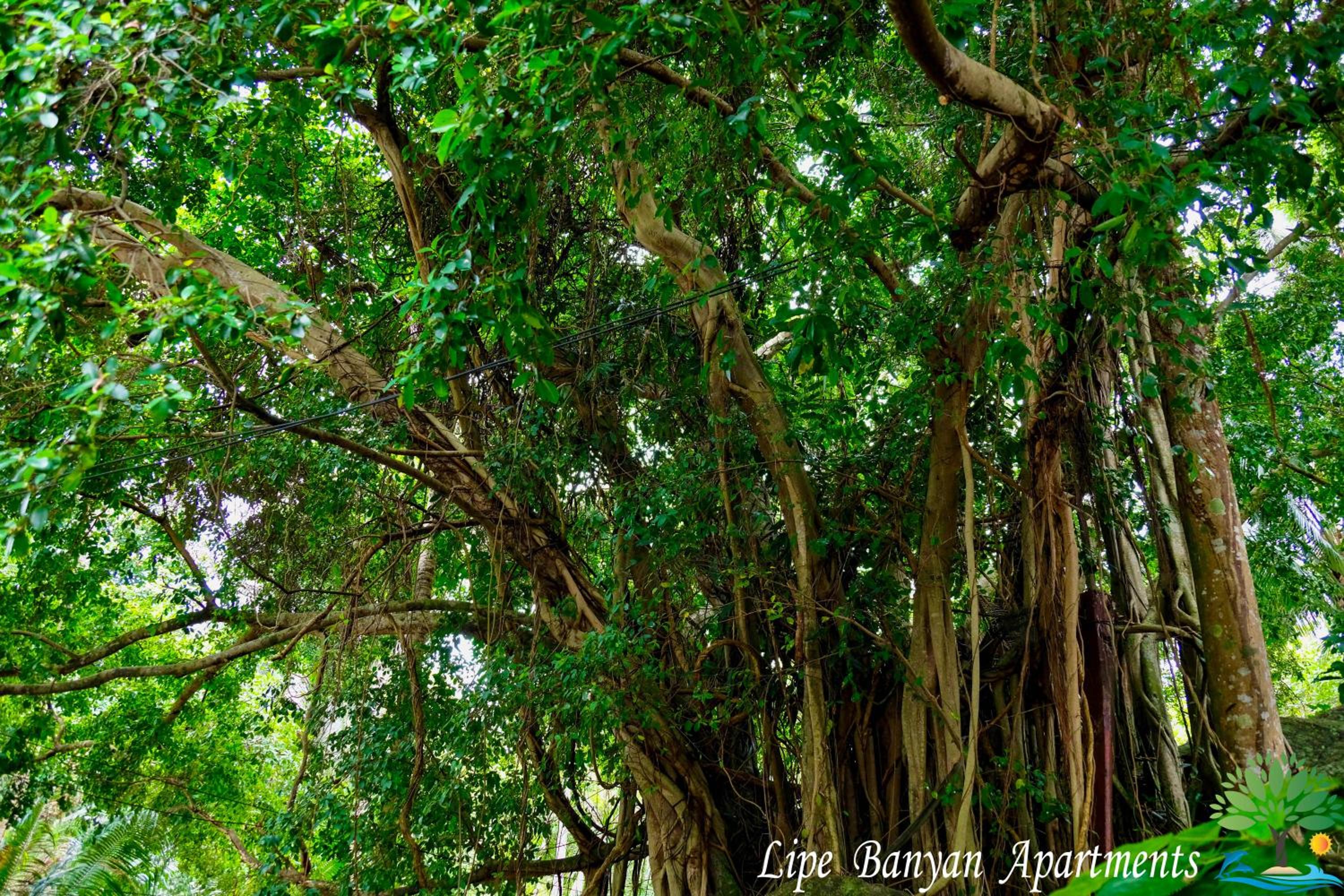 Studio with Garden View