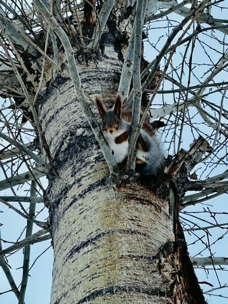 Большой дом с мангалом и видом на Волгу
