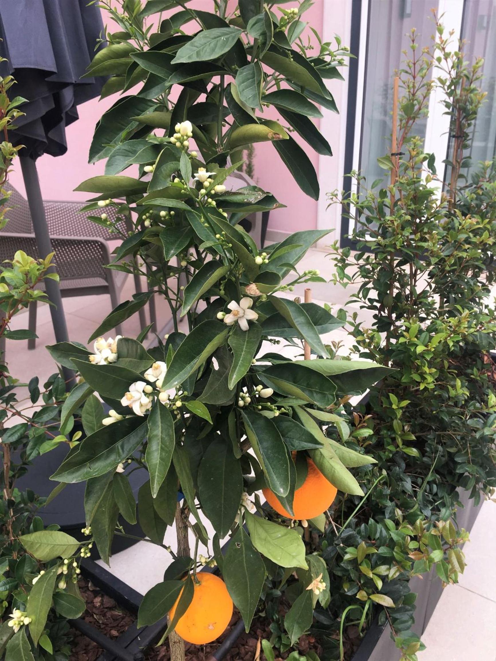 Apartment with Garden View