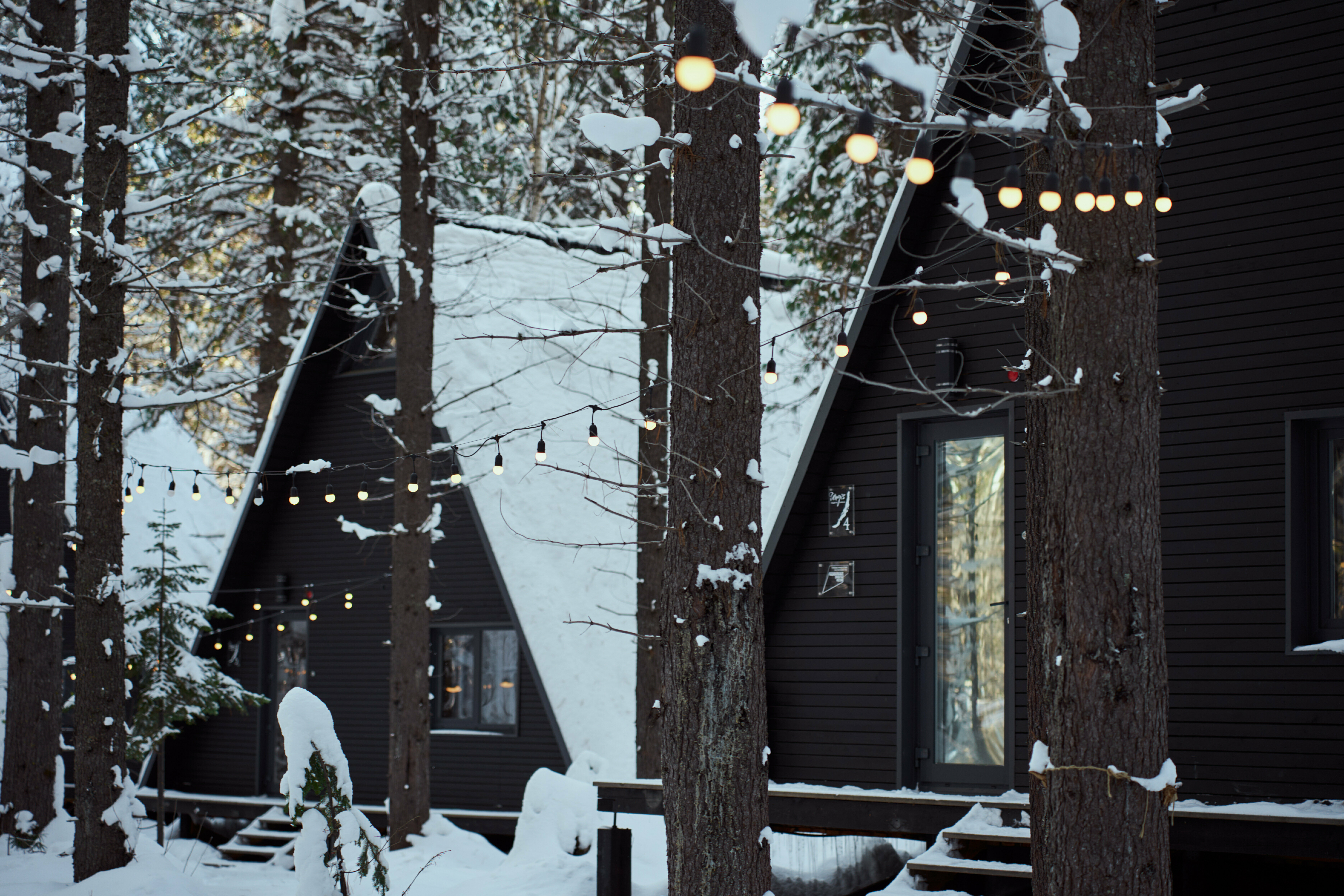 Дом с видом на лес