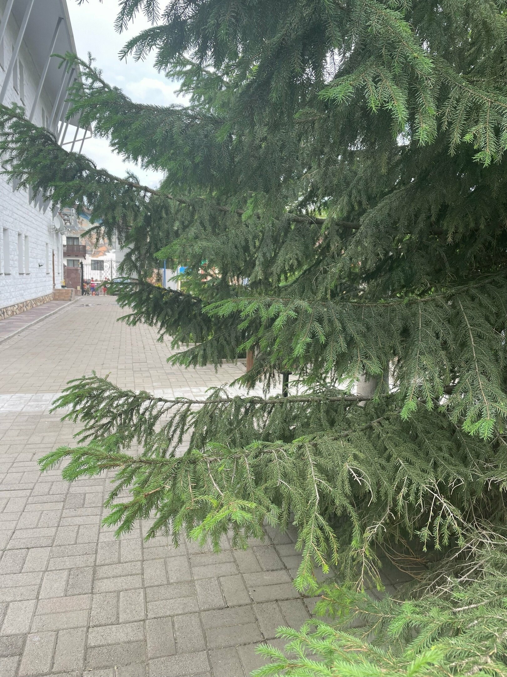 Семейный номер с видом на горы