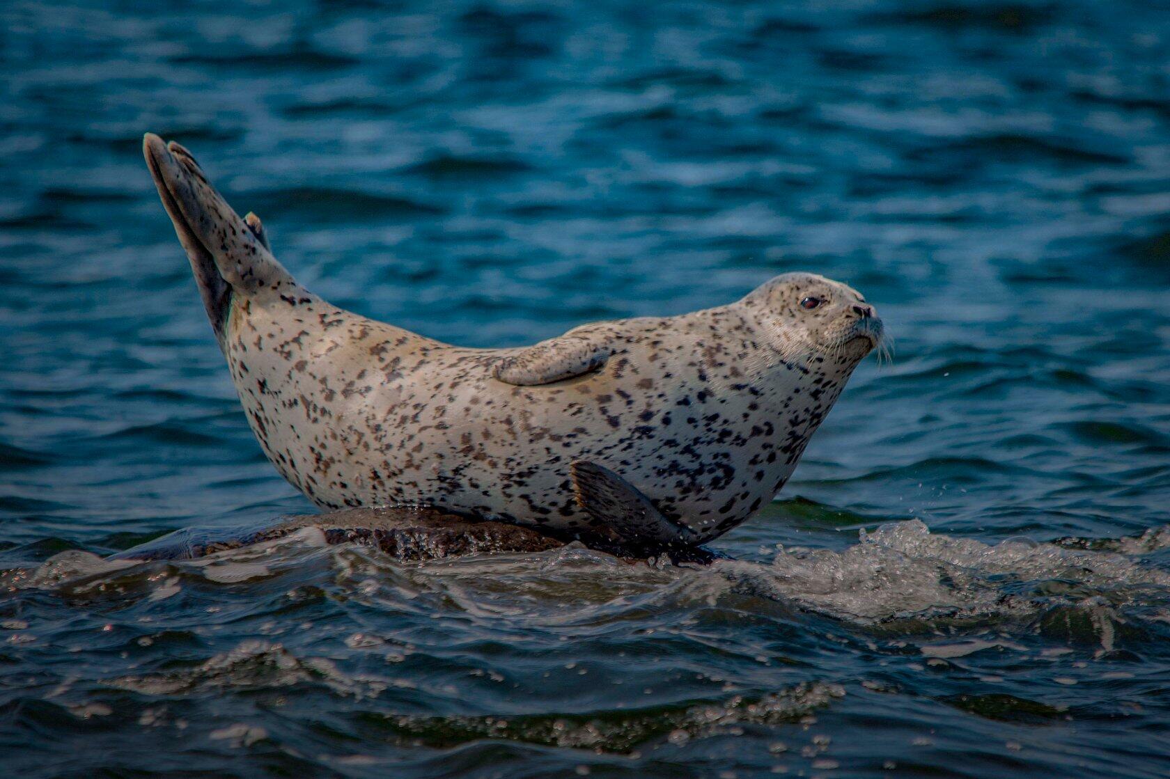 Трехместный номер