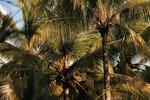 Вилла, 4 спальни (Private Homes With Pool) в One&Only Le Saint Géran