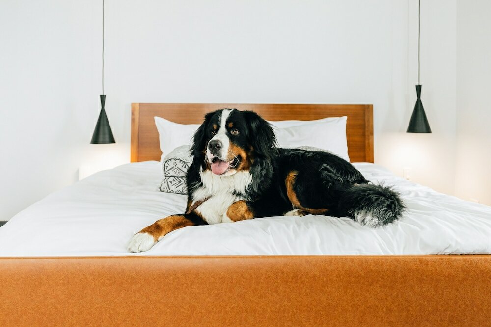 Suite, 1 King Bed (Innovator)