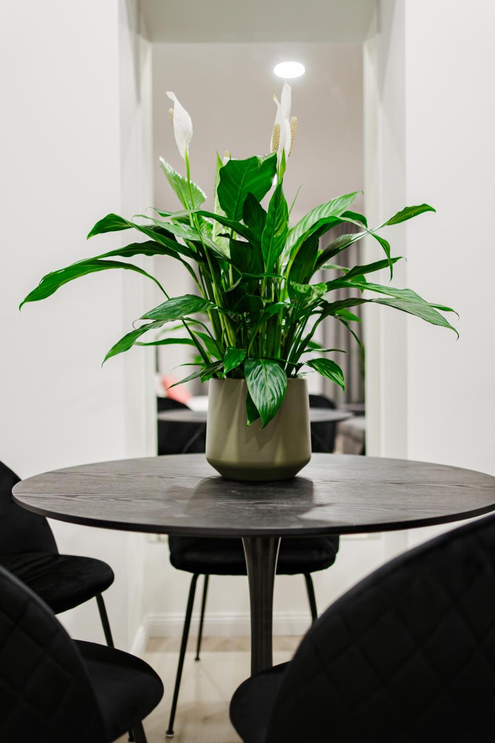 One-Bedroom Family Apartment