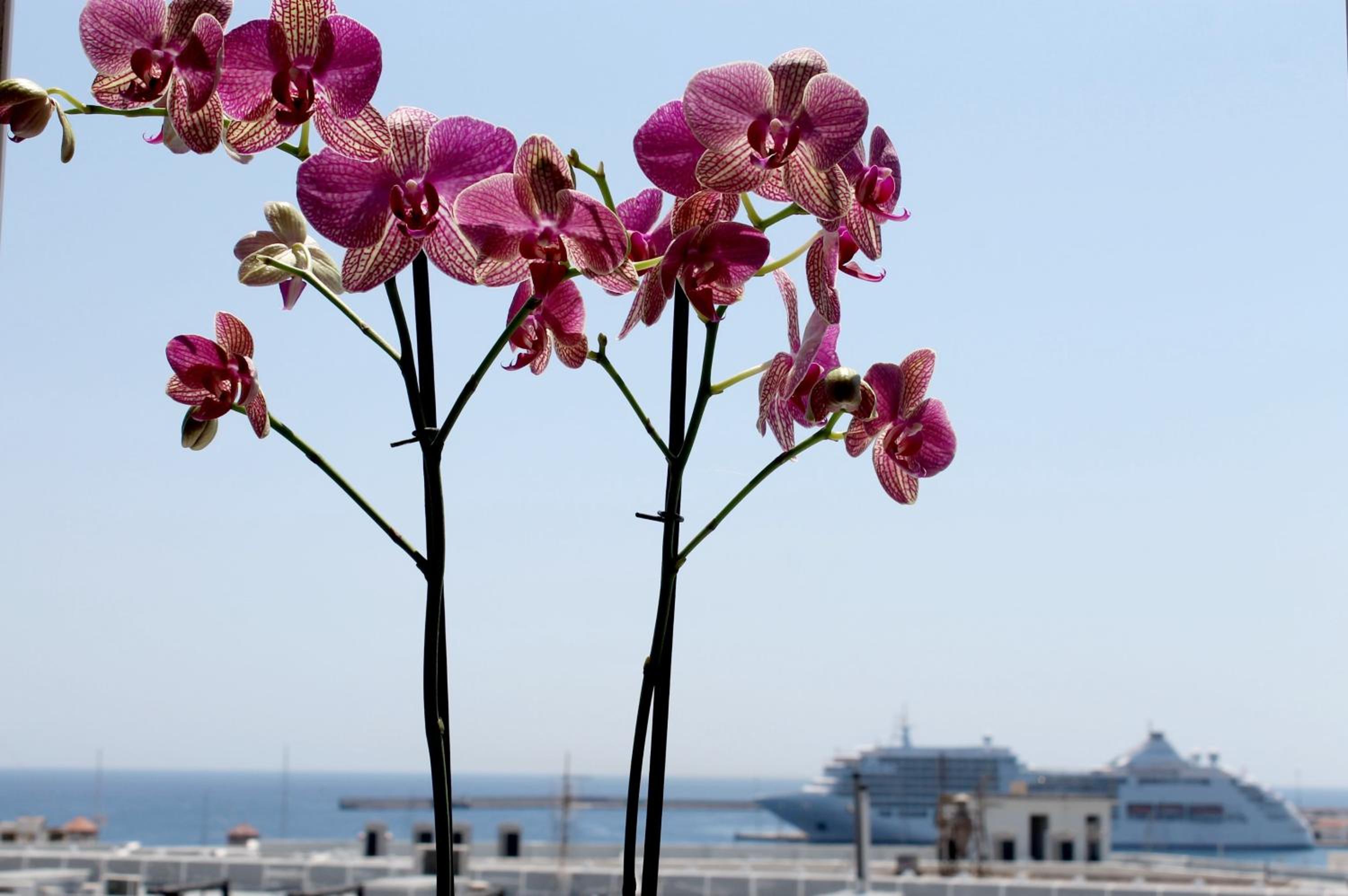 Superior Room with City and Sea View