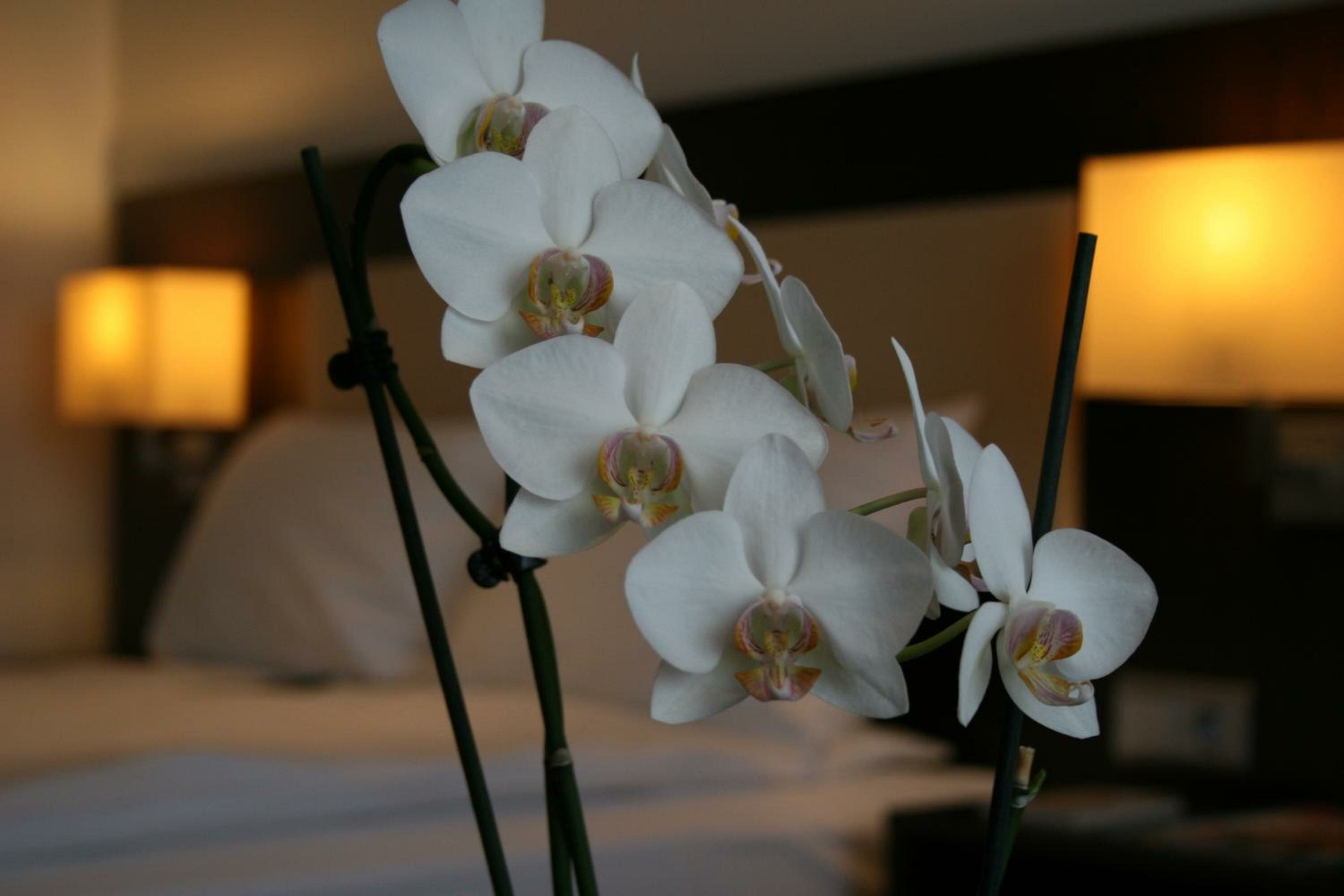 Business Queen Room with Queen Bed