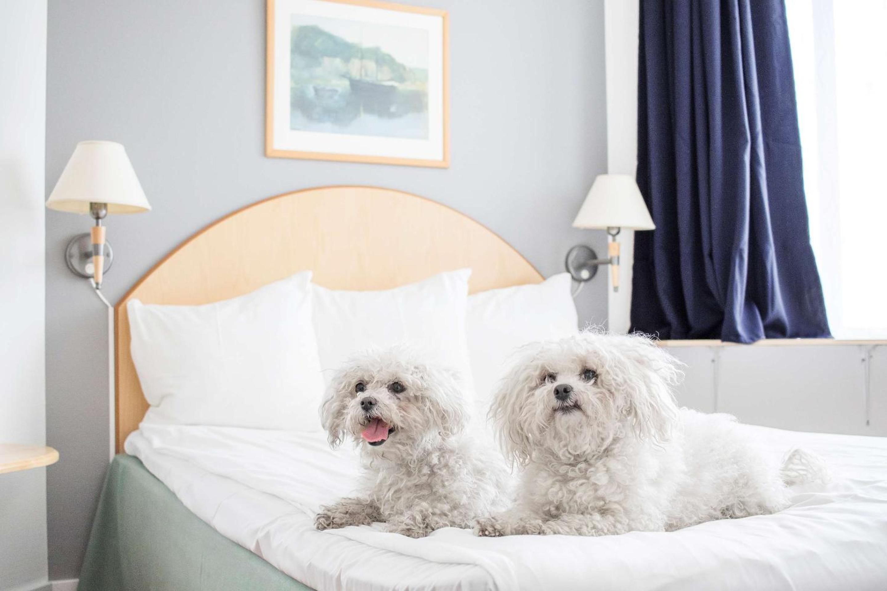 Standard Quadruple Room with Double Bed - Pet-Friendly/Non-Smoking