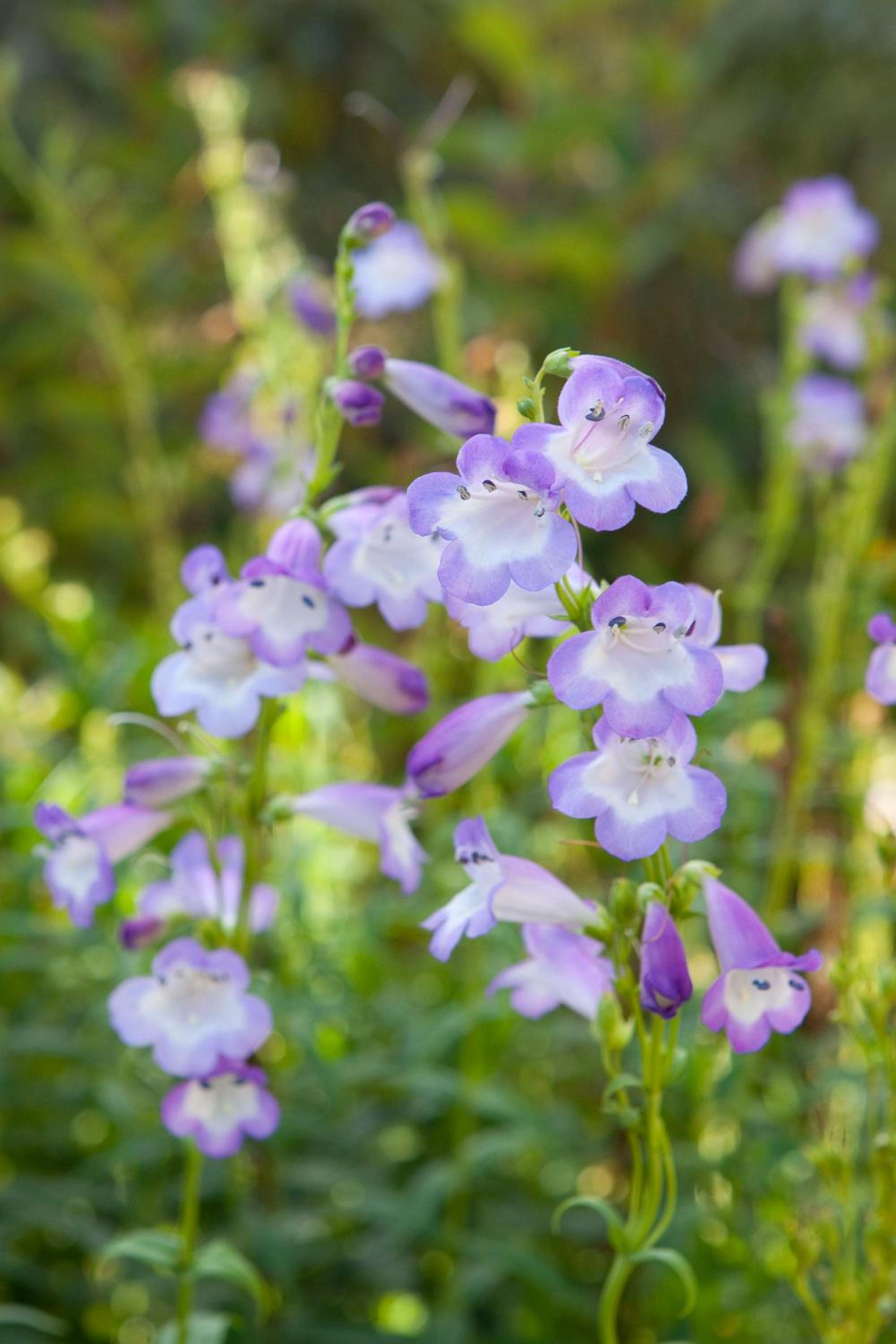Triple Room with 3 Single Beds