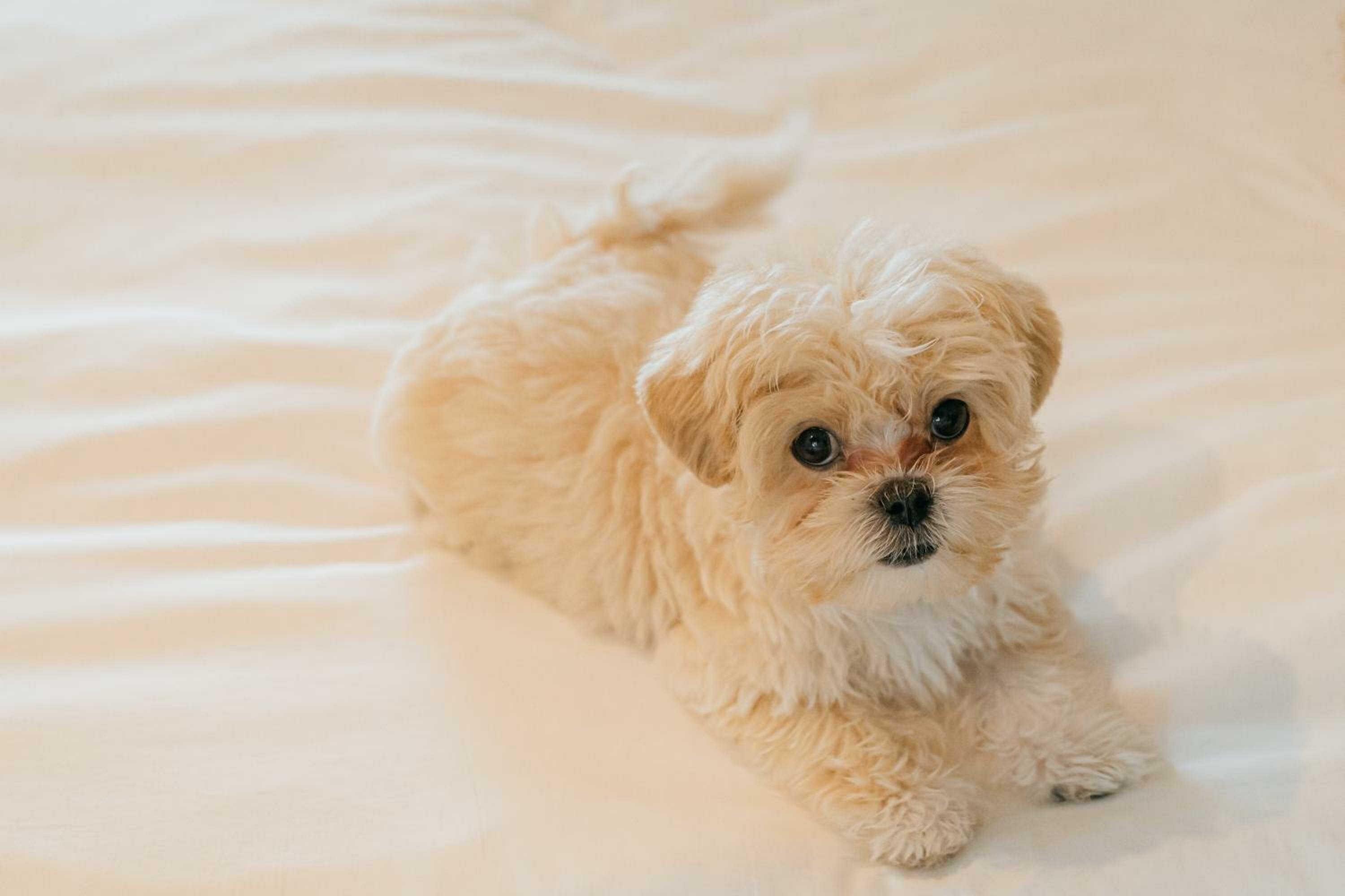 Pet Deluxe Double Room