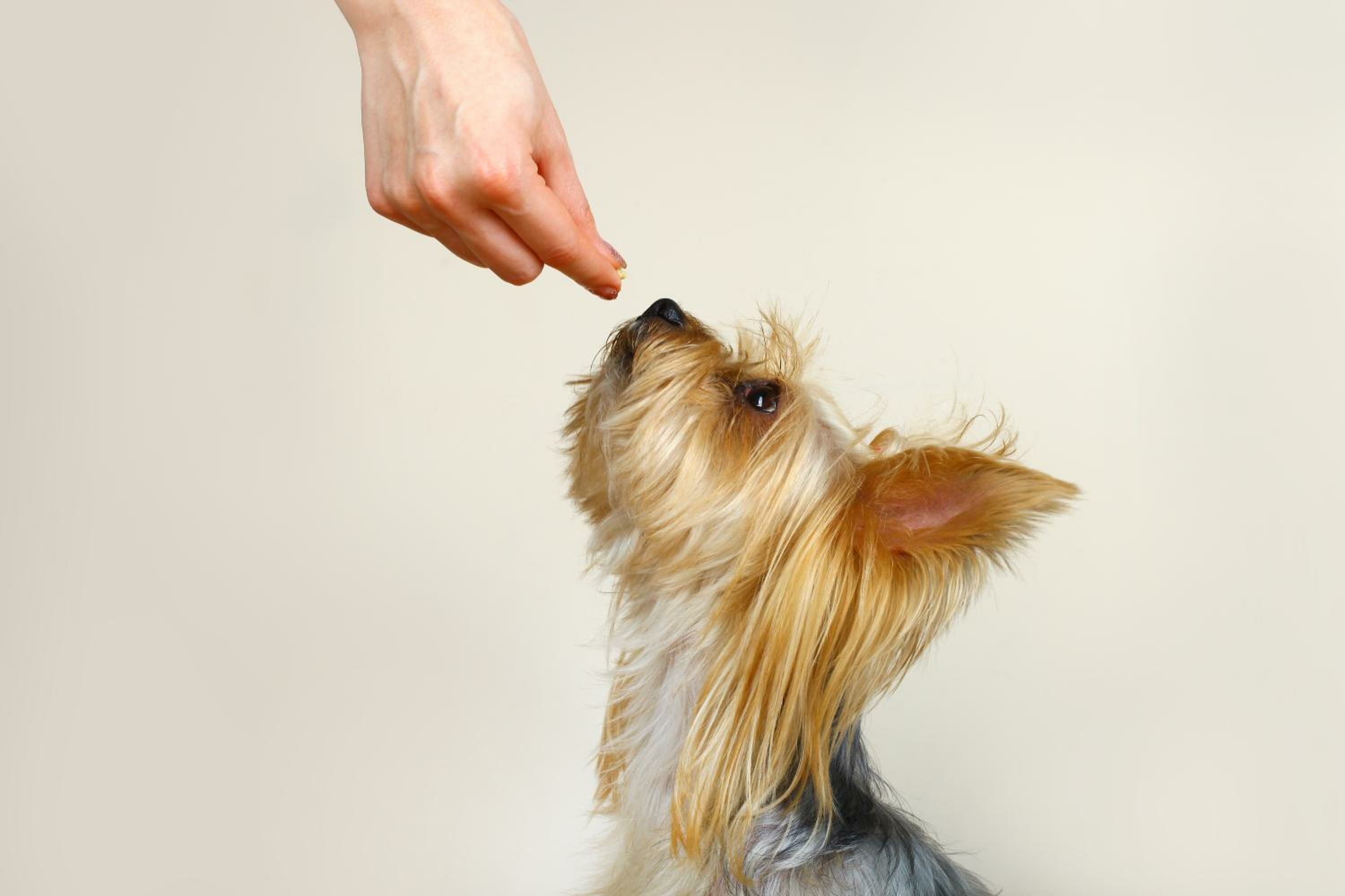 Ambassador Pet Friendly Jr. Suite