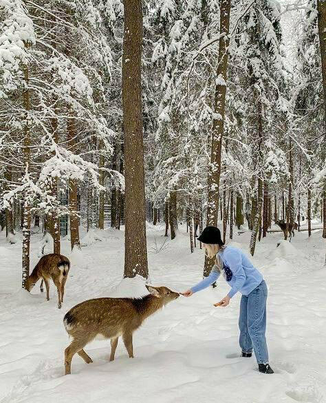 Домик с оленями и кроликами