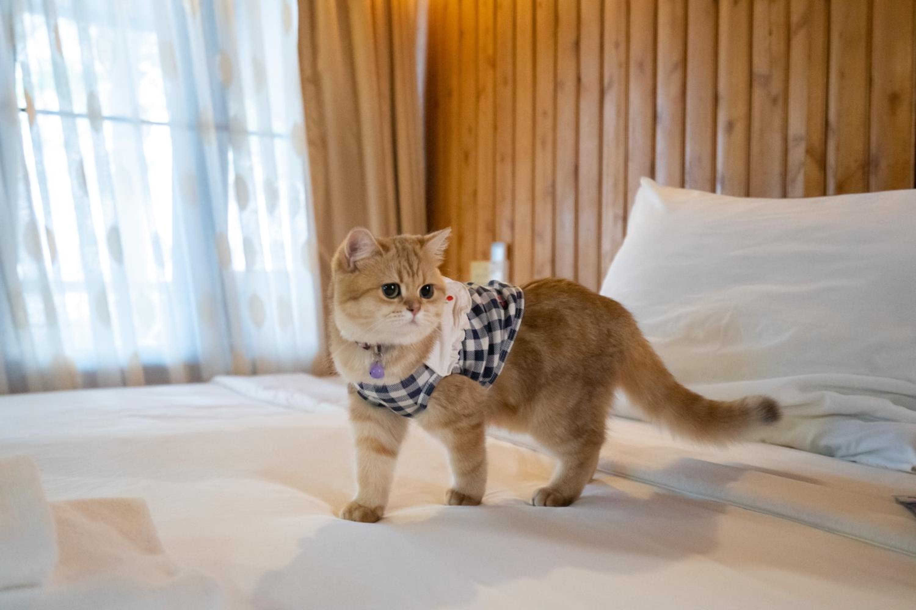 Deluxe Villa Pet Friendly