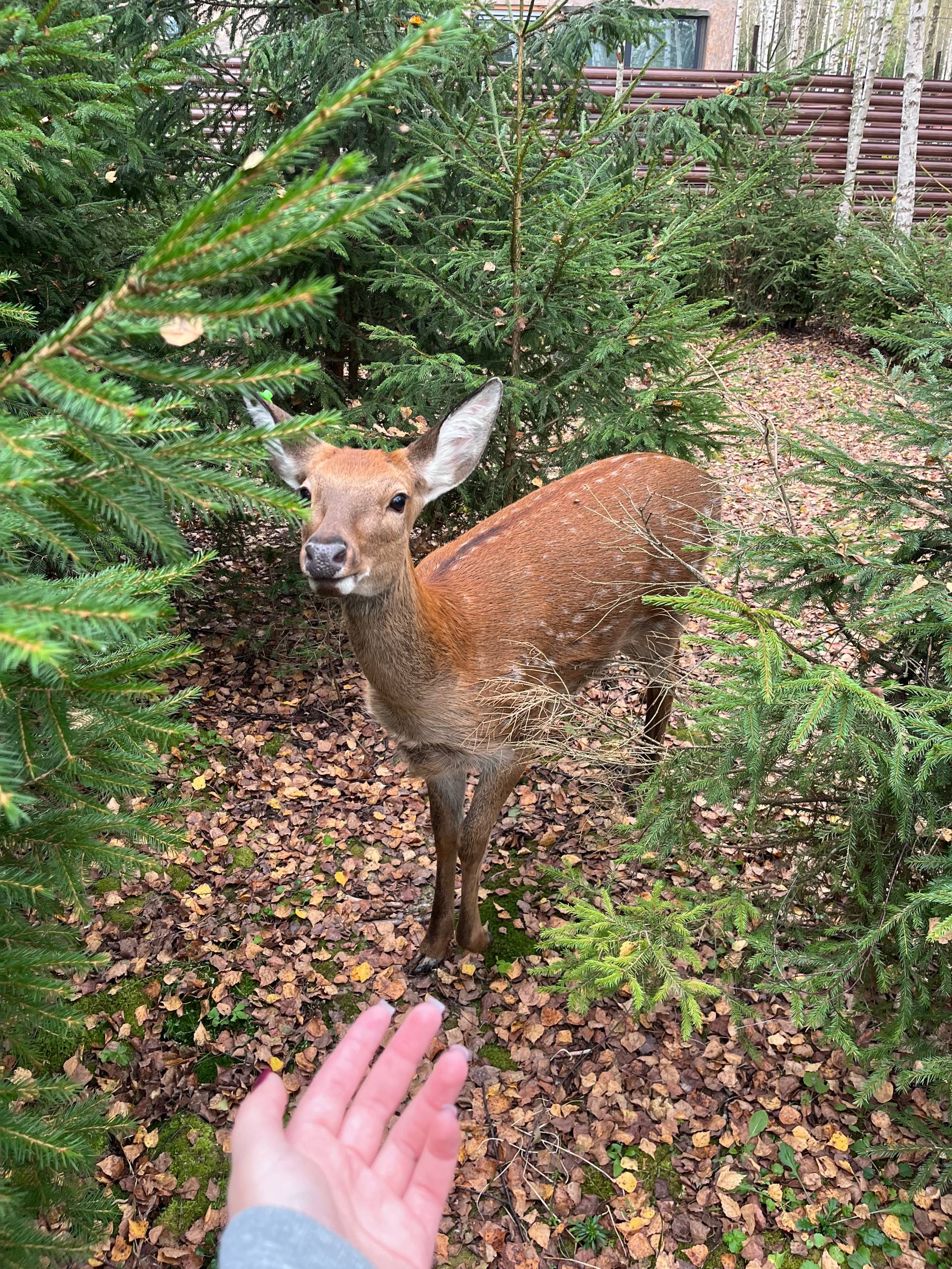 Коттедж для молодоженов