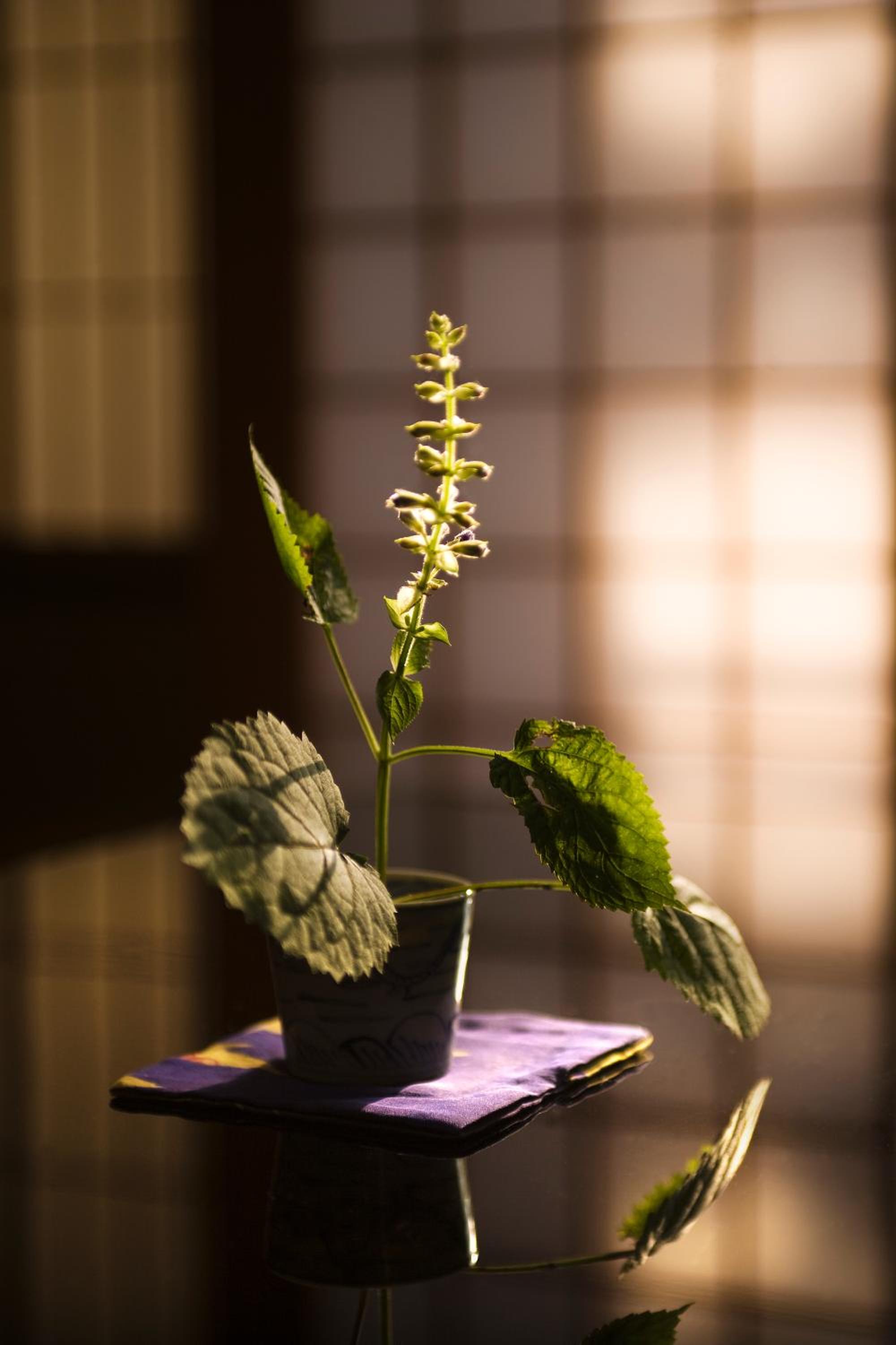 Japanese-Style Deluxe Twin Room with Private Bathroom