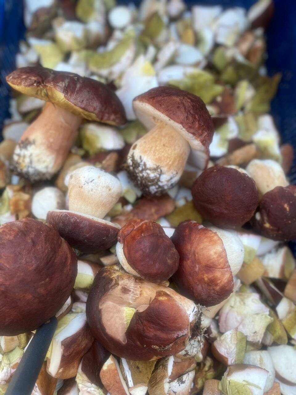 Коттедж у озера 16м