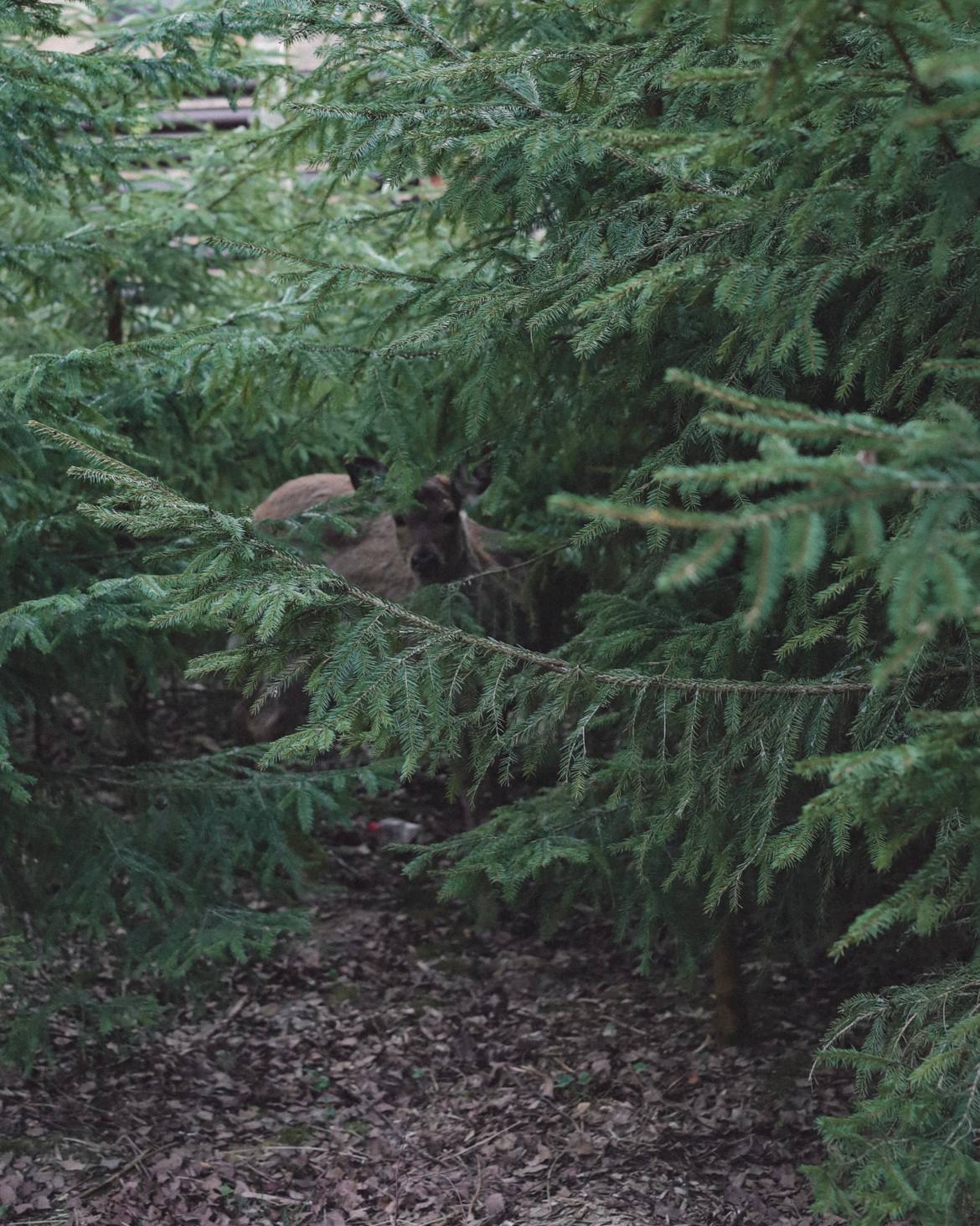 Семейный номер