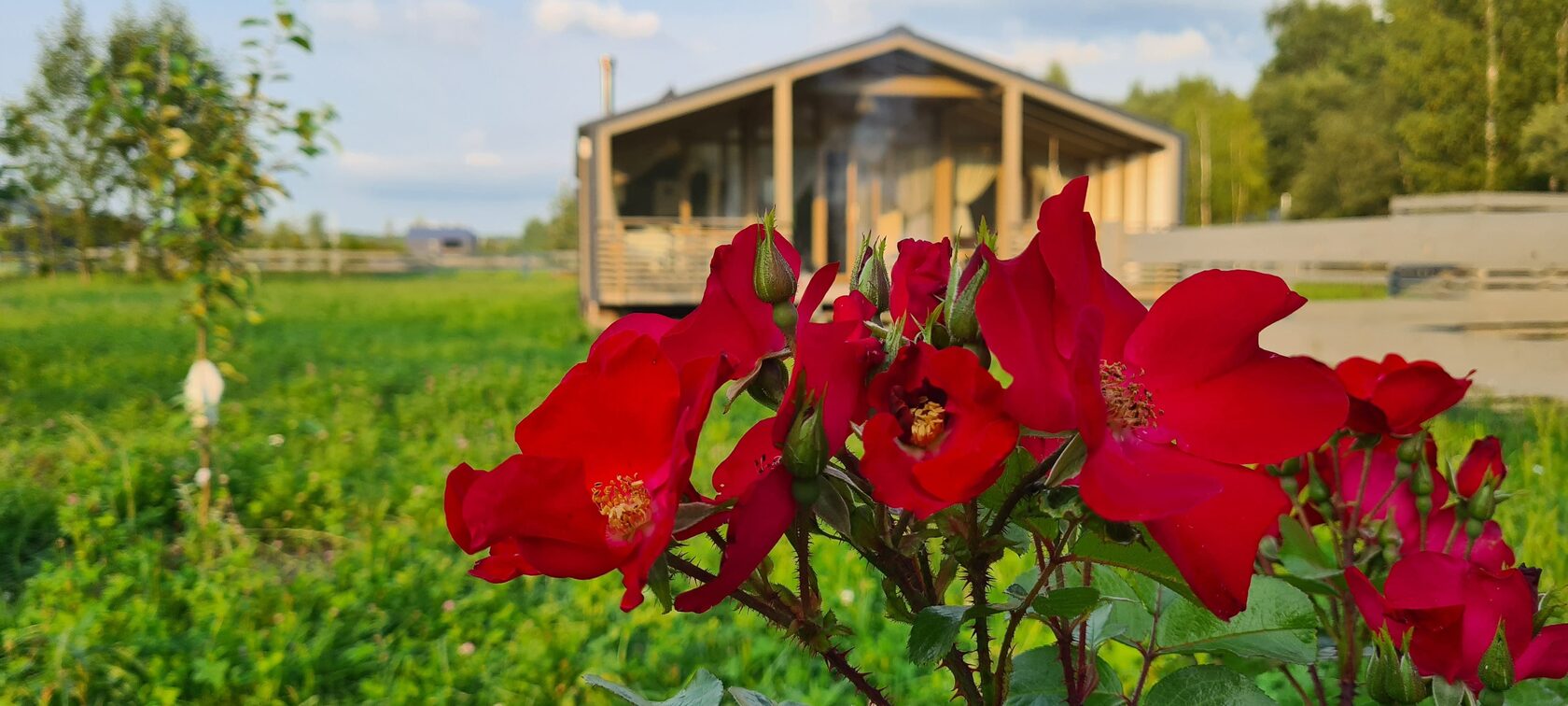 Коттедж с видом на лес
