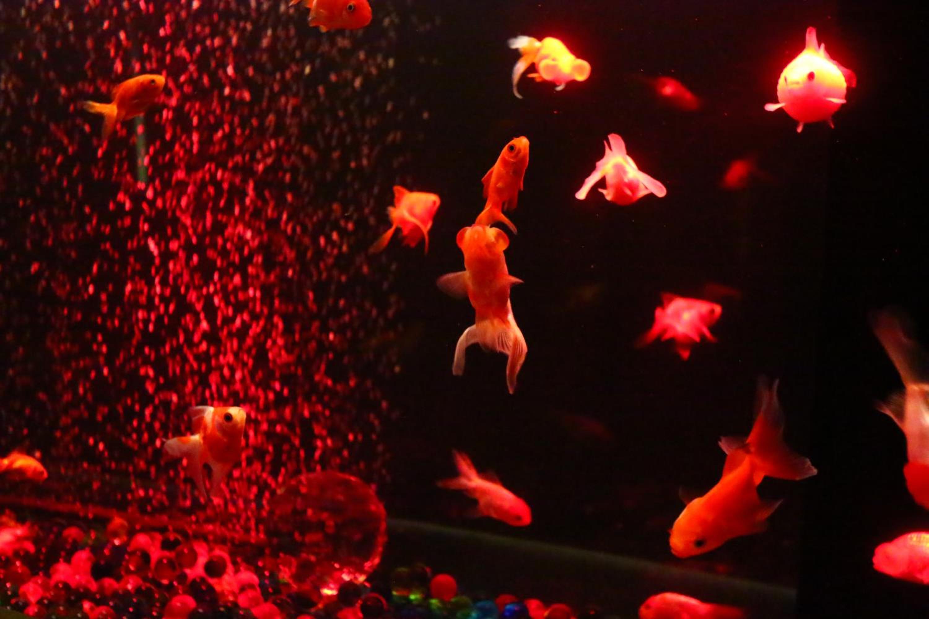 Japanese-Style House - Annex