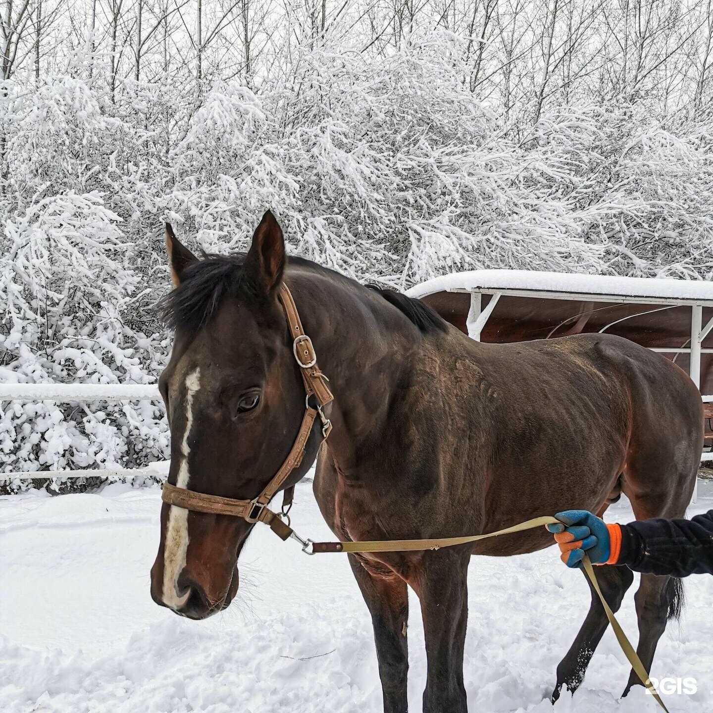 Номер категории семейный