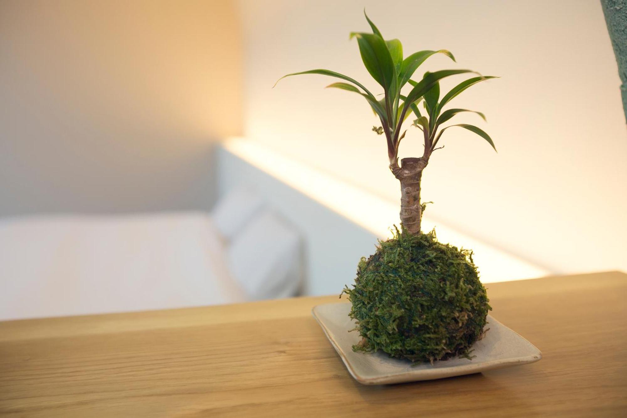 Japanese-Style Room with Shared Bathroom - kiku