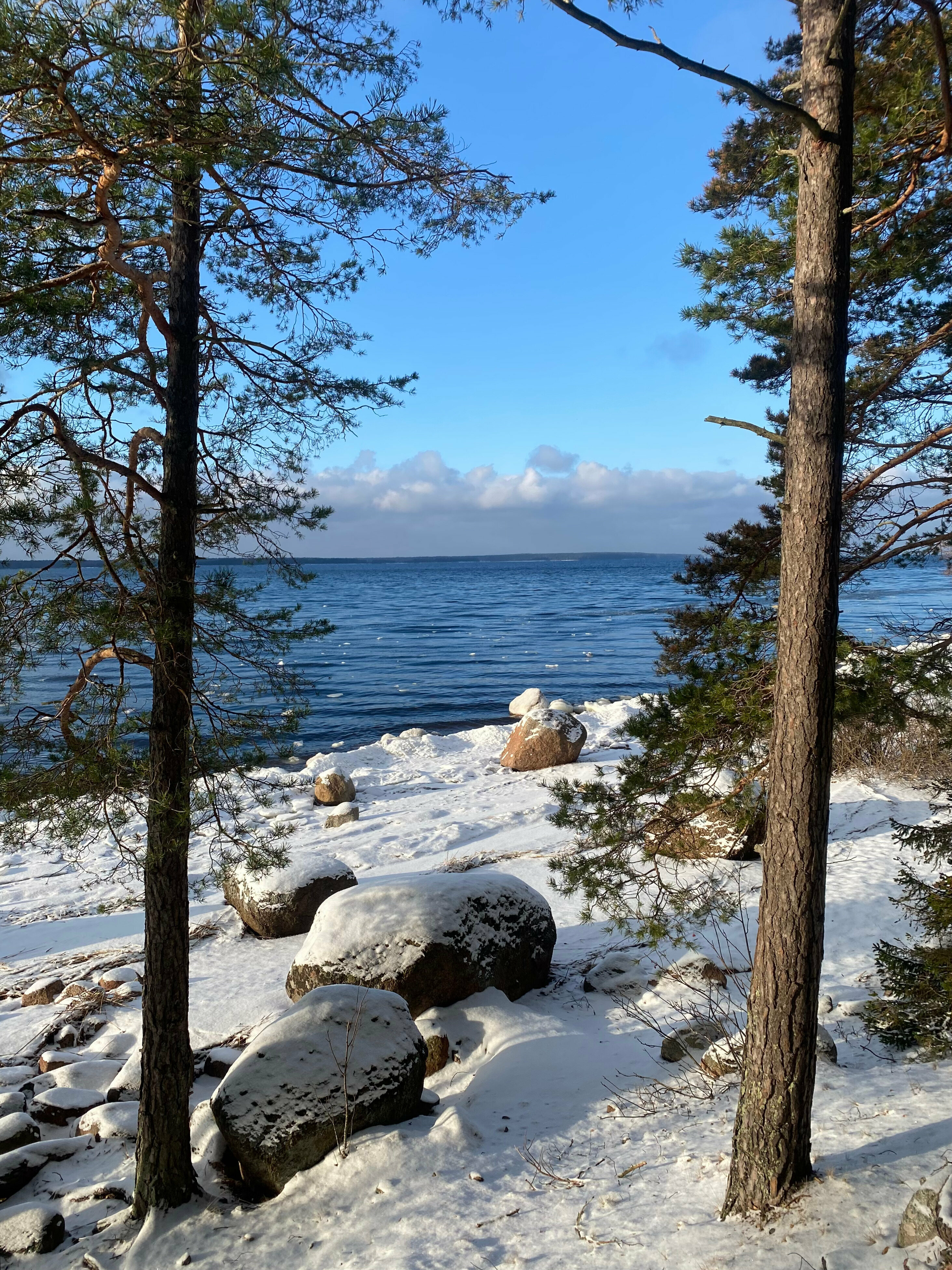 Дом с видом на лес